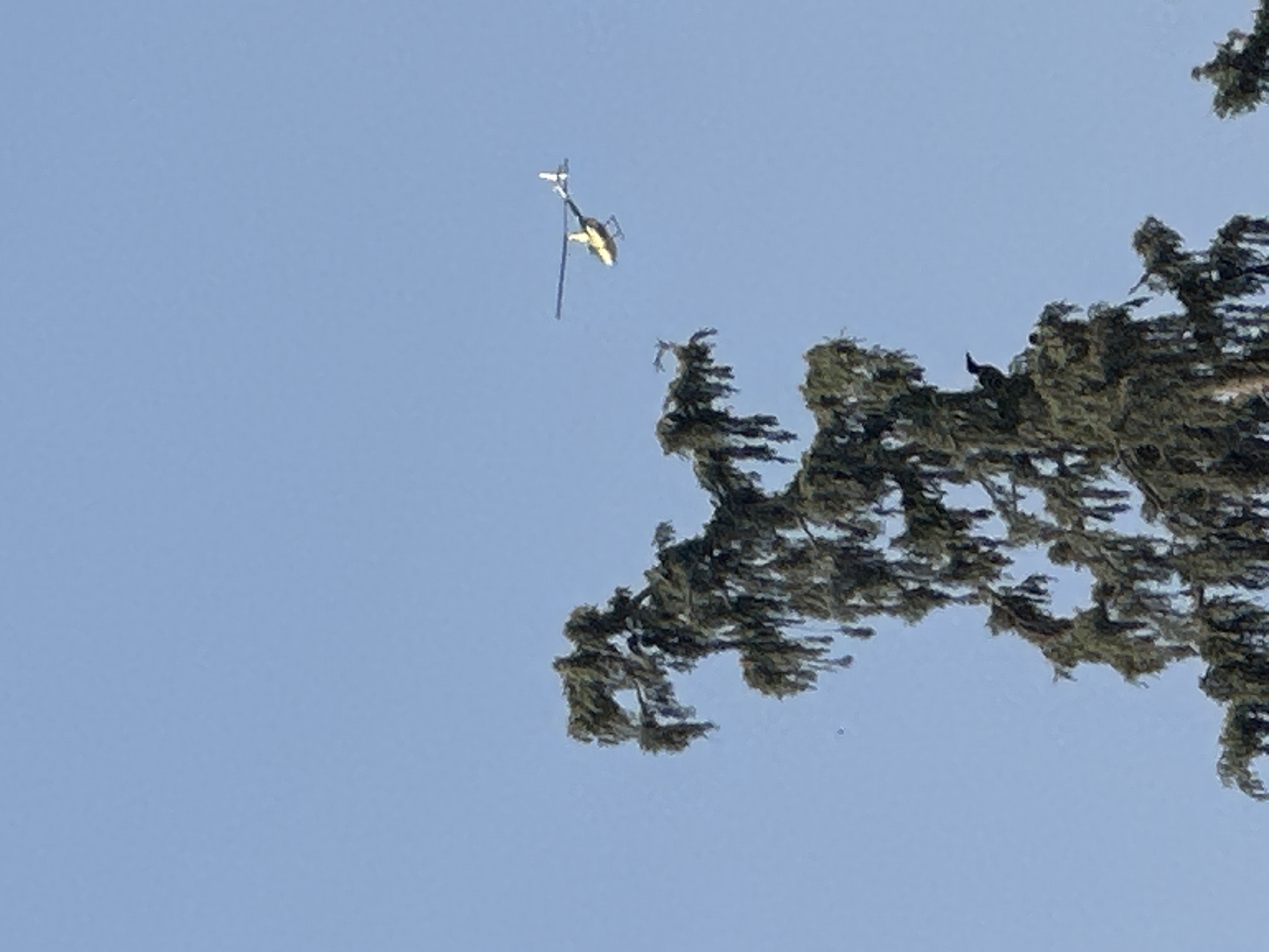 A small yellow helicopter flies in a clear blue sky over the city of Emek HaMaayanot Regional Council, Israel. In the foreground, the top of a large, dark green pine tree is visible, with its branches appearing dense and somewhat drooping. A black bird is perched on one of the highest branches of the tree, facing left. The helicopter is positioned to the right of the tree, at a distance from it and higher in the frame.