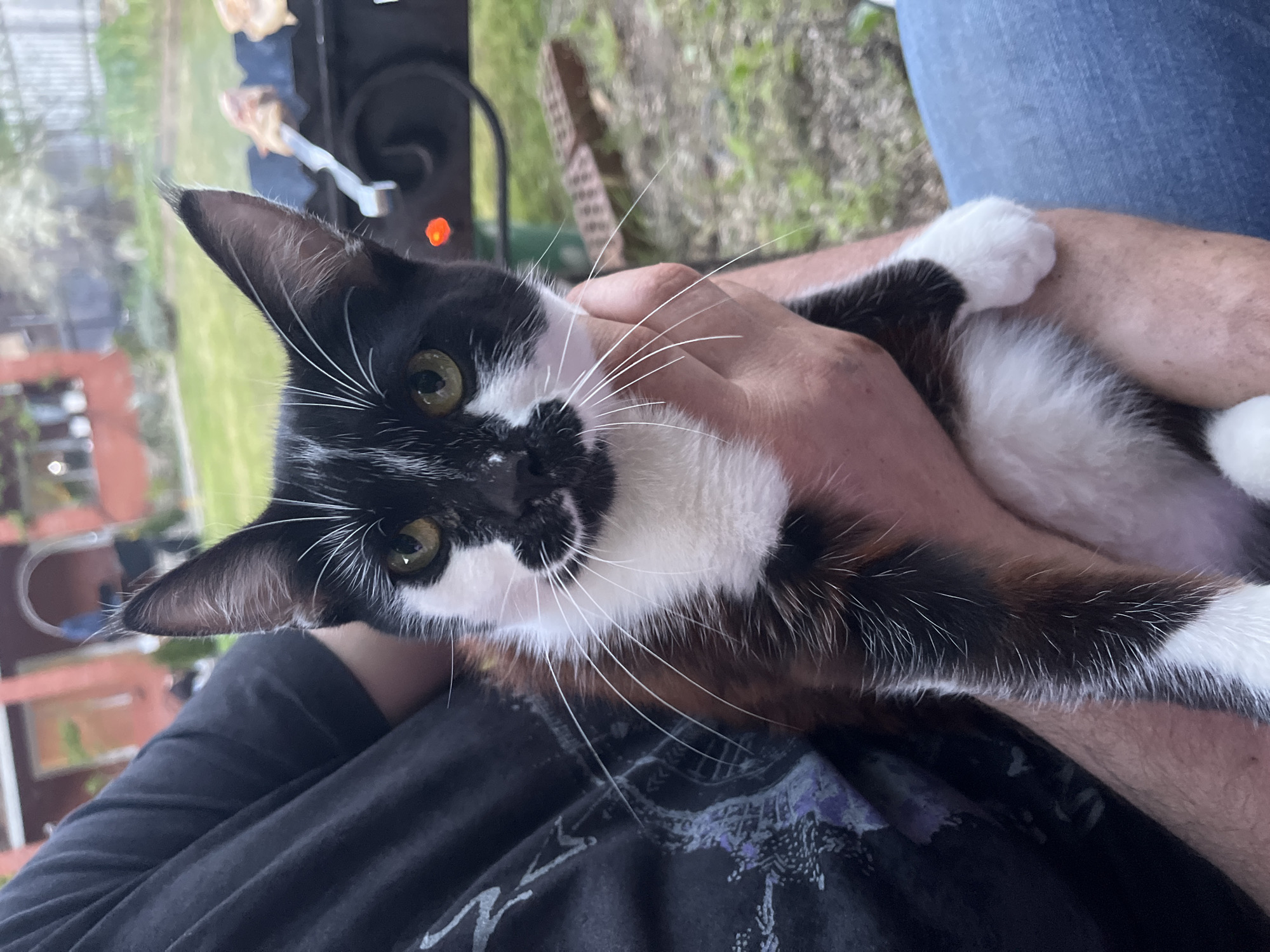 A person is holding a black and white cat. The cat has green eyes and long white whiskers. In the background, there is a grill with food cooking on it. A leg clad in blue denim is also visible. The location of the image is unknown.