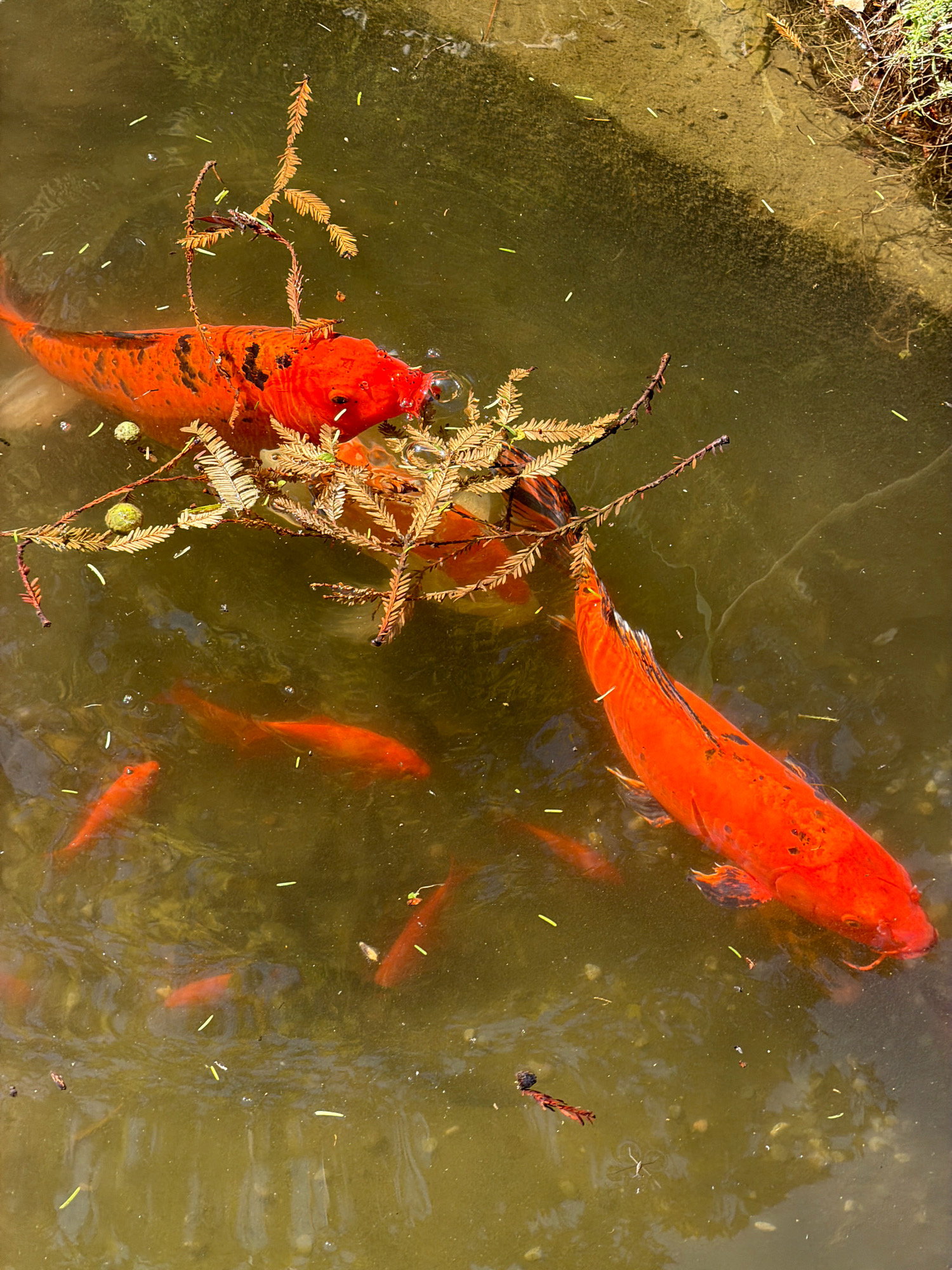 The image shows a top-down view of a pond with several koi fish swimming in it. The water is murky and greenish-brown, with some sunlight reflecting off the surface. There are several branches and fallen leaves from a nearby tree submerged in the water, particularly around the larger koi. One large orange koi with black markings is in the upper center of the frame, its mouth open as if feeding. Another large orange koi is in the lower right, its body partially obscured by other fish. Smaller orange koi are visible in the lower half of the frame. There are also some small green specks floating on the surface, possibly algae or small plant debris. The edge of the pond, made of rough, light-colored stones, is visible along the top and right sides of the image. The scene appears to be in a natural setting, such as a garden or park, and is not specifically located in San Giovanni, Italy, as no identifiable landmarks are present.