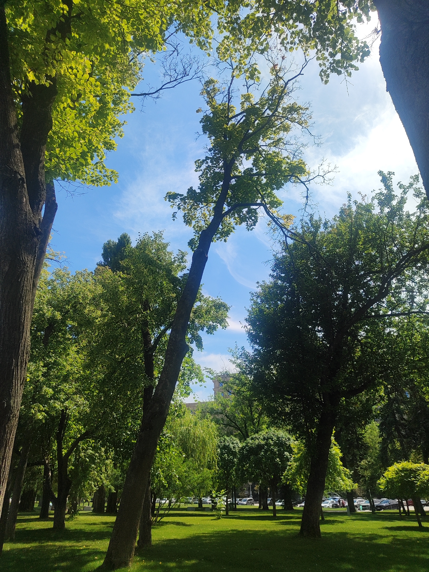 The image depicts a view of a park with lush green grass and numerous trees under a bright blue sky with scattered white clouds. The trees are varied in size and foliage, with some having dark, thick trunks and others appearing lighter and more slender. Sunlight filters through the leaves, creating dappled shadows on the ground. In the background, several cars are parked, suggesting the park is accessible by road, and a building is partially visible above the trees. A weeping willow tree with its characteristic drooping branches can be seen towards the center-left of the frame. The scene suggests a tranquil outdoor setting within an urban environment.