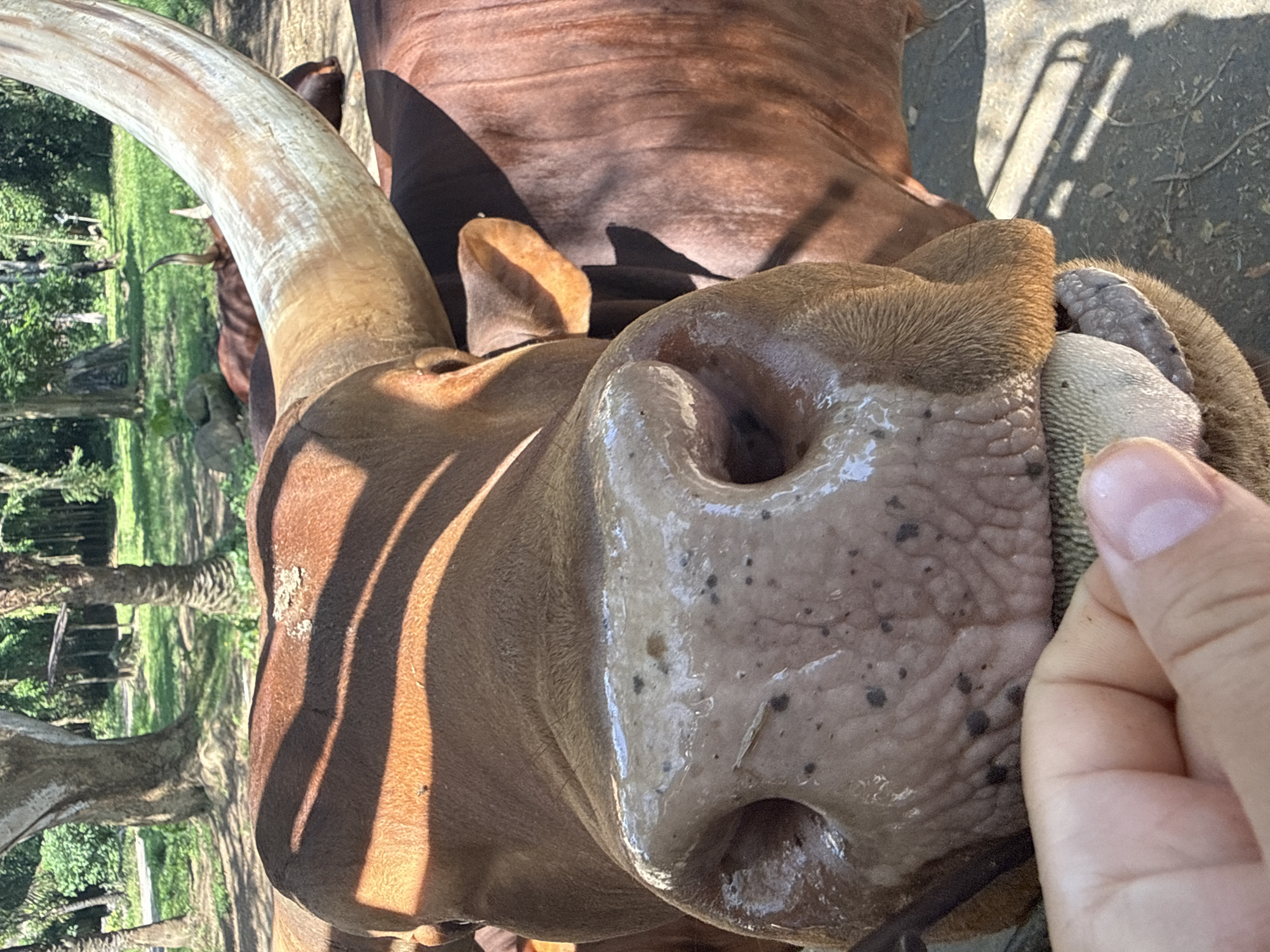 A close-up, eye-level, outdoor shot captures a person's hand offering food to a cow, likely at the Bali Zoo in Blahbatuh, Indonesia. The cow's large, brown snout is the primary focus, with its wet nostrils and textured skin clearly visible. A segment of the cow's tongue, which appears grey and rough, is extended, touching what is being offered by the hand. The person's hand, with manicured nails, is positioned in the lower-left corner of the frame, partially obscuring the cow's mouth.
The cow has large, curved horns that extend out of the frame, with the closest one prominently featured on the right side. Its brown fur is visible, and sunlight casts dappled shadows across its body and face. In the background, lush green foliage, palm trees, and what appear to be other cows or cattle can be seen, suggesting an animal enclosure or park setting. The ground is a mixture of dirt and shadows.