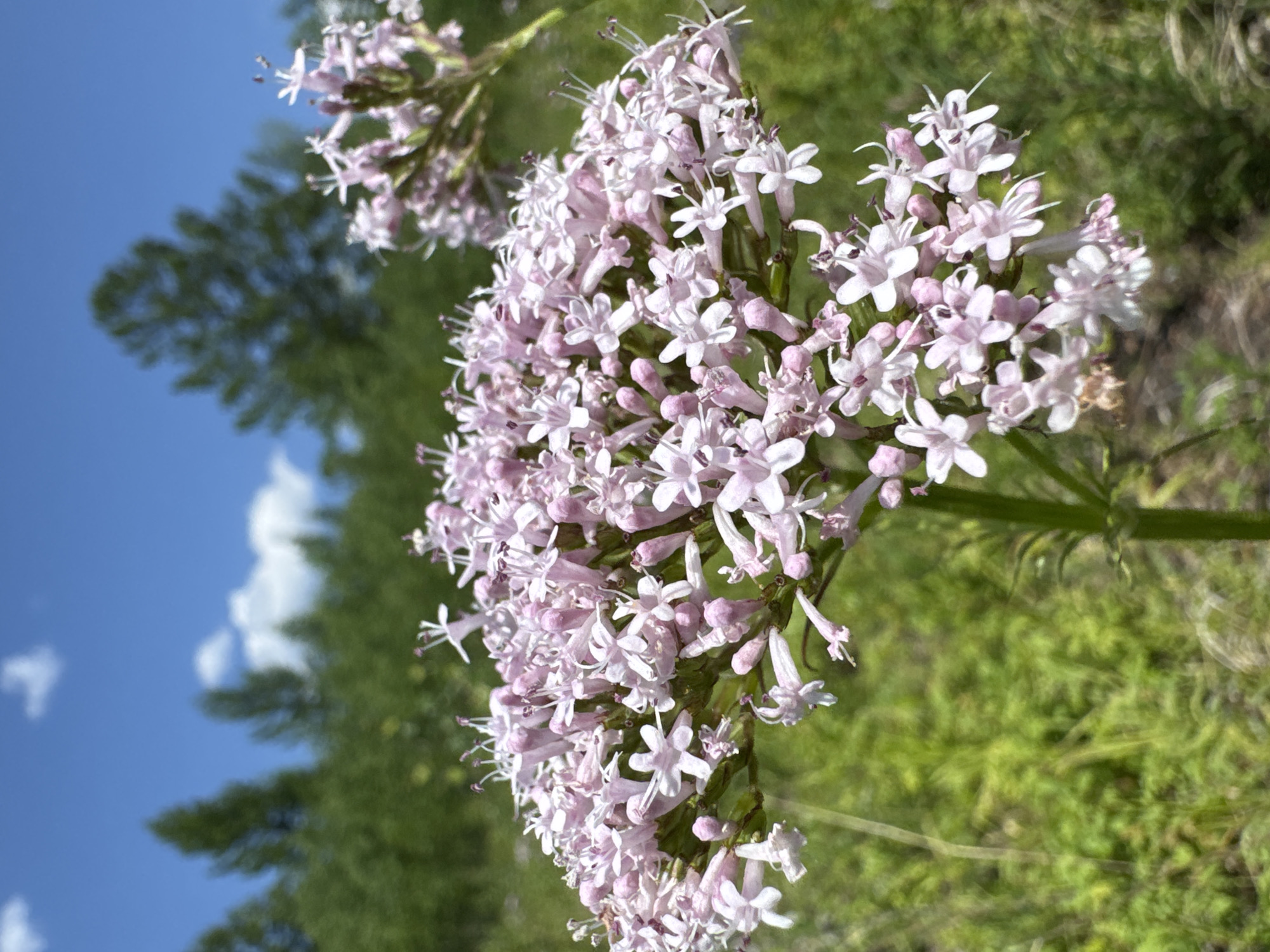 A close-up, vertical shot showcases a cluster of delicate pink flowers with multiple small petals and thin, protruding stamens. The flowers are the primary subject, with a shallow depth of field blurring the background. To the left of the flowers, a bright blue sky with scattered white clouds is visible, suggesting daytime. A dark green, out-of-focus tree is also present in the upper left portion of the frame, indicating an outdoor natural setting. The lower portion of the image transitions into a blurry green expanse, likely foliage or grass. The overall lighting suggests a sunny day. The scene appears to be in a natural environment, possibly a field or meadow. No people, text, or specific events are depicted. The image was likely taken in Skovorodino, Russia, as per the provided location context.