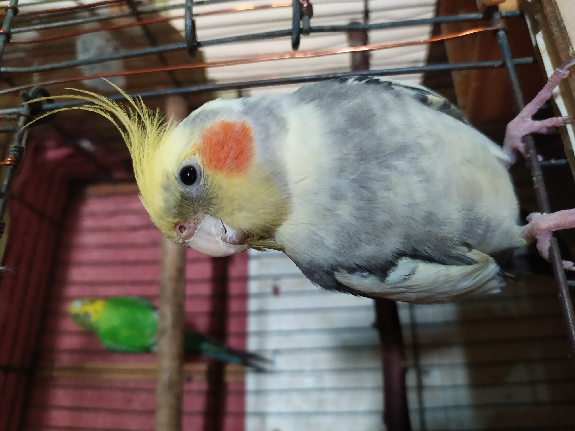 A cockatiel is perched upside down inside a cage, gripping the bars with its pink feet. Its crest feathers are fanned out, and it has a distinctive orange cheek patch. The bird's body is a mix of grey and white, with yellow undertones on its face and crest. Its eye is dark and beady. In the background, out of focus, another smaller green bird is visible. The cage appears to be indoors, with a red patterned background on one side and a white barred structure on the other. The lighting suggests it is daytime, but the specific time is not discernible. The scene is a close-up, focusing primarily on the upside-down cockatiel. There is no visible text.