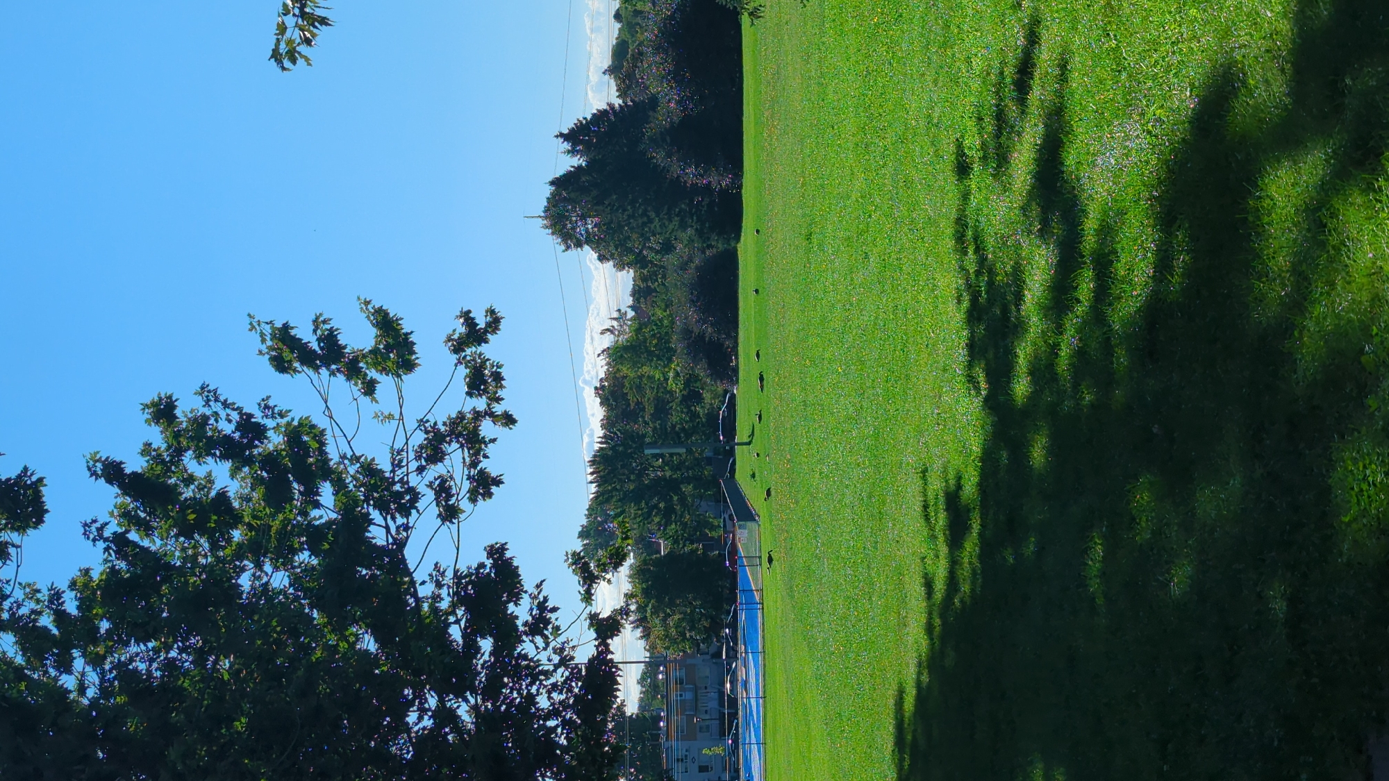 The image captures a sunlit park on a clear day, likely in Montreal, Canada, given the provided context. In the foreground, a lush green lawn is partially covered by the dappled shadow of a large tree whose branches and leaves are visible in the upper left corner. In the middle ground, a blue rectangular area, possibly a swimming pool or a splash pad, is bordered by a black metal fence. Several geese are scattered across the lawn in front of the fence, some grazing and others standing. Beyond the fence, a few cars are parked near a line of buildings, and a dense line of trees forms the background, transitioning into a bright blue sky. The overall scene suggests a tranquil outdoor recreational space.
