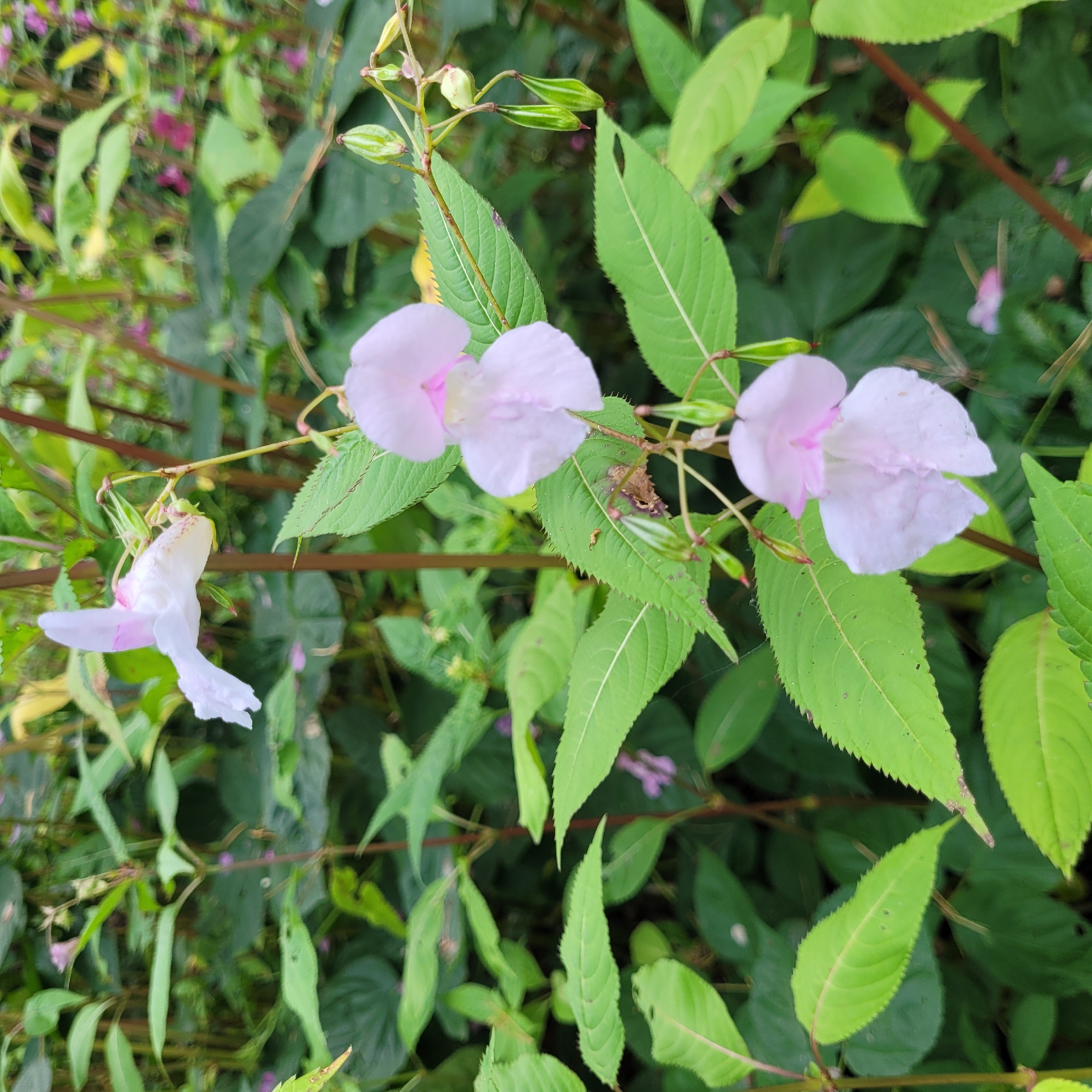 The image shows a close-up view of Impatiens noli-tangere, commonly known as Balsam or Touch-me-not flowers, in a natural setting with lush green foliage. Several delicate, pale pink and white flowers are visible, some with darker pink markings at their centers. The flowers have a distinctive hooded shape, with elongated lower petals. Along the stems, green seed pods are hanging, which are characteristic of this plant species and give it its common name due to their explosive dispersal mechanism when touched. The leaves are serrated and lance-shaped, a vibrant green, and some show evidence of damage or browning. The background is filled with a dense arrangement of similar plants and leaves, creating a somewhat blurred, natural environment. There is no indication of human presence or urban elements in this image. The scene is consistent with a wild or semi-wild patch of vegetation, potentially found in a park, forest edge, or garden in Jūrmala, Latvia.