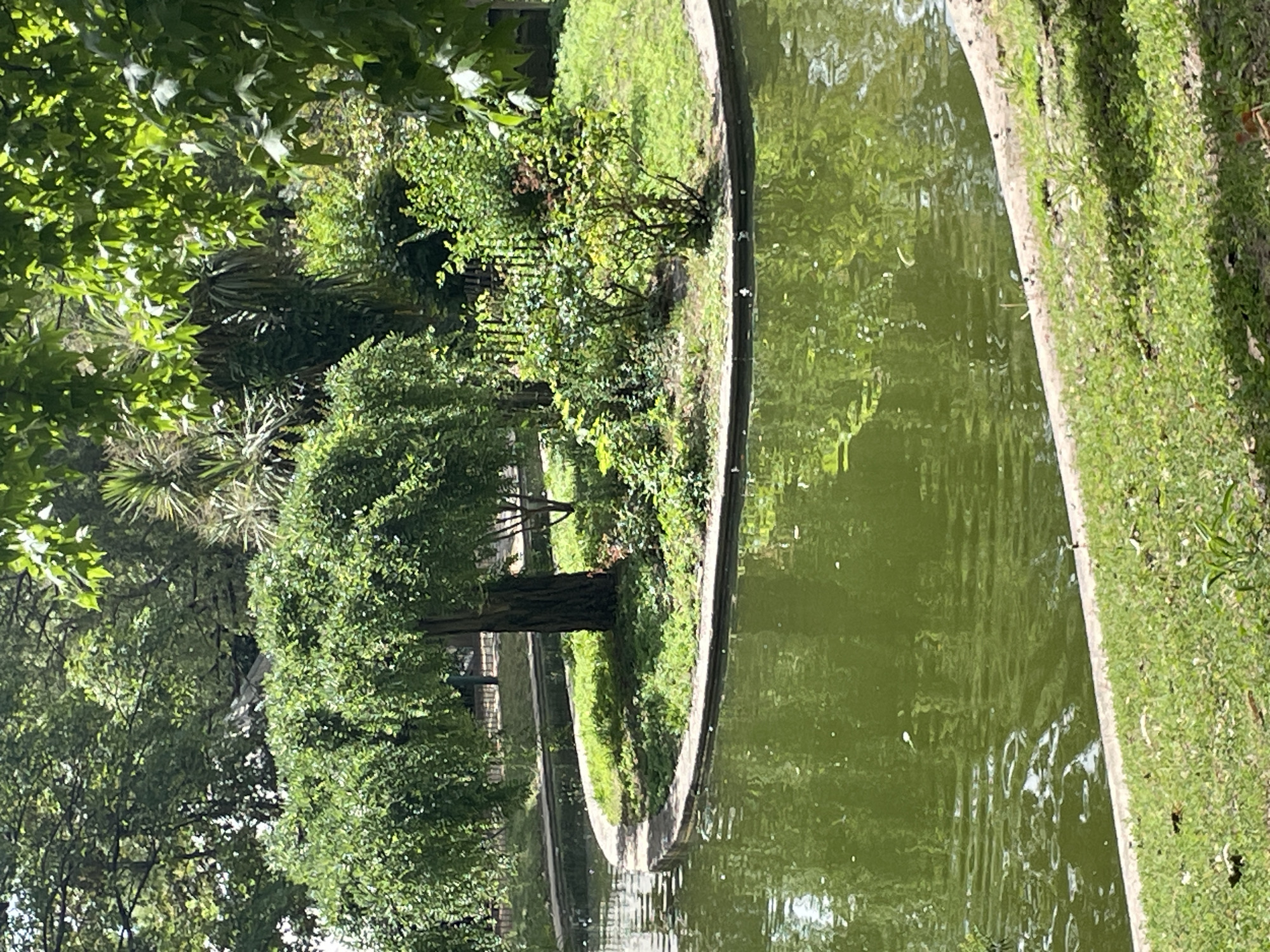 The image depicts a lush, green park scene with a pond. The pond's water is a murky green, reflecting the surrounding foliage and sky. A curved concrete border lines the pond, with grass and small bushes growing along its edge. In the center of the pond, a small island is covered with greenery and a single tree with a rounded, dense canopy. The tree's trunk is visible, and its branches spread outward to create a natural shelter.
The park is filled with various types of trees and plants, creating a dense, natural environment. Sunlight filters through the leaves, casting dappled shadows on the ground and water. The overall impression is one of a serene and tranquil natural setting, possibly a botanical garden or a well-maintained park. The image appears to be taken on a sunny day, indicated by the bright lighting and shadows. No people or specific activities are visible, suggesting a quiet, undisturbed moment in nature. The location is not specified.