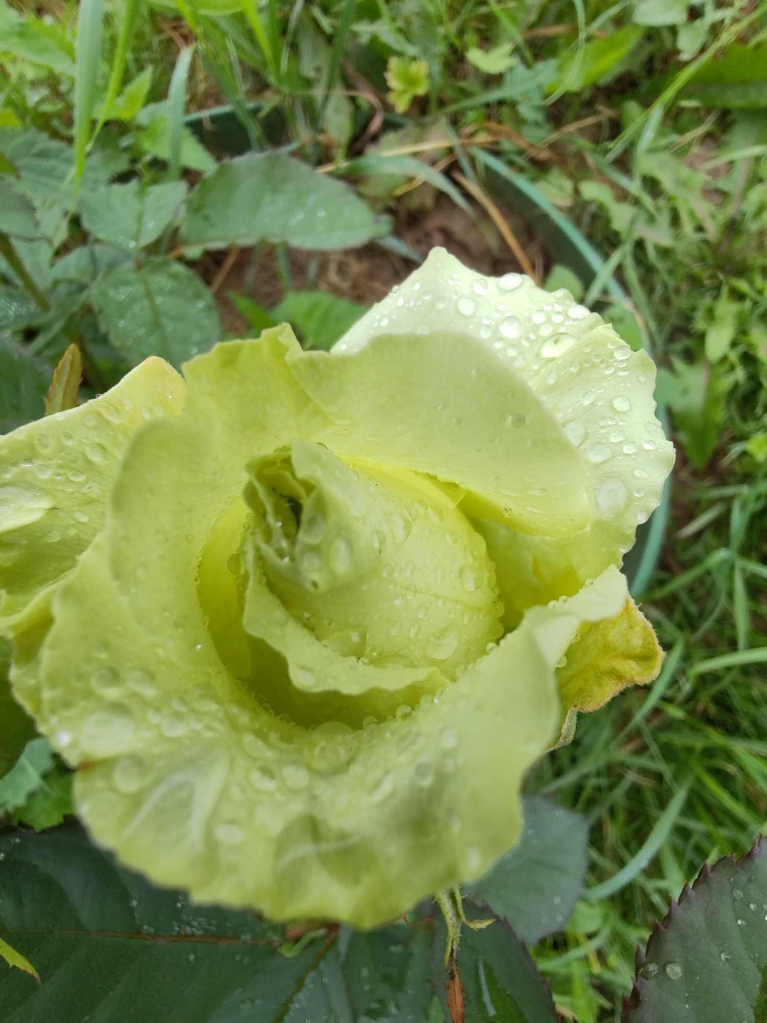 A close-up, eye-level, outdoor photograph shows a light green rose with water droplets on its petals. The rose is in the center of the frame, with its petals unfurling to reveal a tightly coiled center. The background consists of green foliage and grass, suggesting a garden setting. The image is sharpest on the rose, with the background slightly blurred. There is no discernible indication of the city of Чухлэм, Russia.
