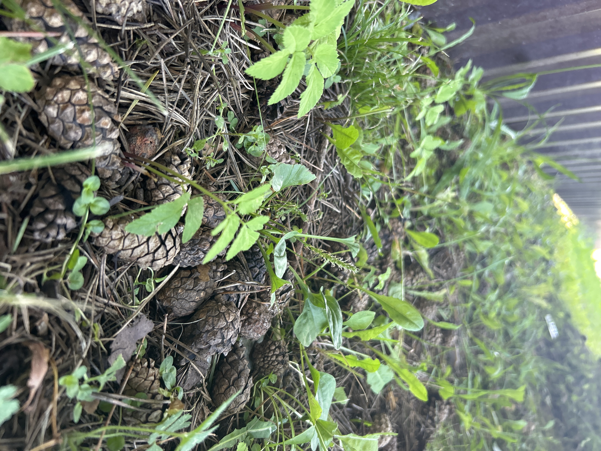 The image depicts a low-angle, close-up view of the ground in a natural setting, likely an outdoor area. The foreground is dominated by a collection of pinecones scattered amongst dry pine needles and some sparse green vegetation. Several small, green plants with lobed leaves are also visible, growing out of the debris. In the background, a blurred dark-colored fence is present, with more green grass and foliage extending further back. The lighting suggests it is daytime, with some sunlight illuminating the upper right portion of the scene. The location in the city of Калицино, Russia, is not explicitly indicated by any visual cues within the image itself. There are no people, animals, or specific actions depicted. The scene is static and focuses on the natural elements of the ground cover.