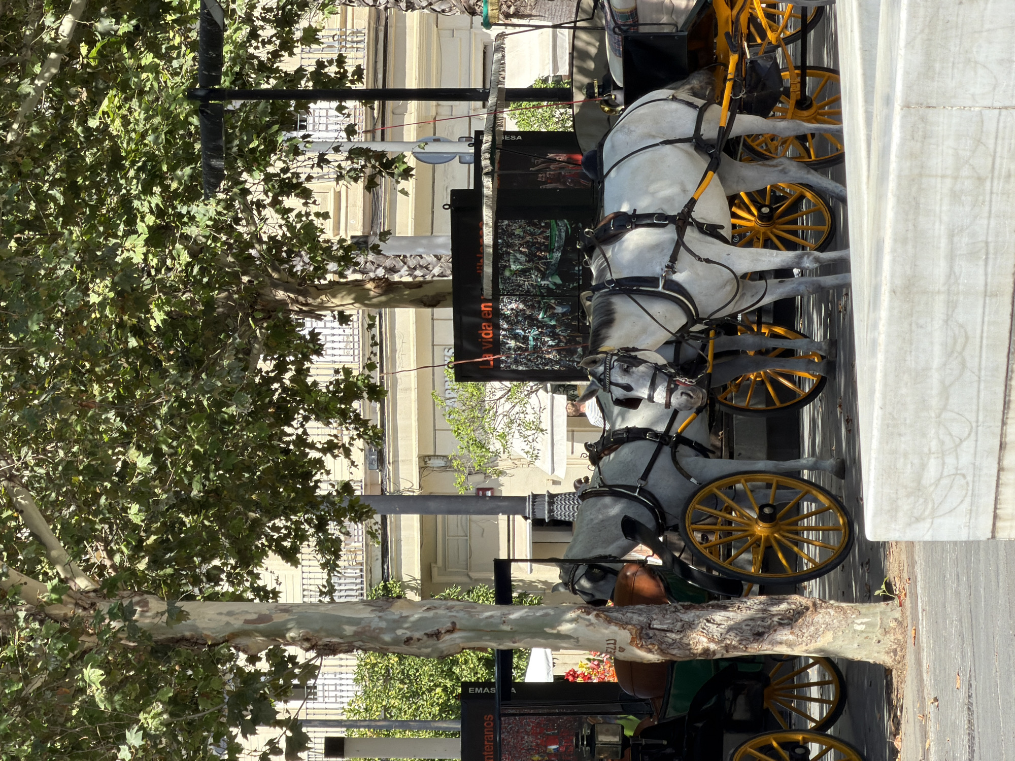 This is a vertical, medium shot photograph taken on a sunny day, likely in the afternoon, in Sevilla, Spain. The main subjects are two white horses harnessed to a carriage, which is partially visible. The horses are equipped with bridles and harnesses. Behind the horses, a carriage with bright yellow wheels and dark green body is present.
The scene is set on a street lined with trees, with one large tree dominating the left side of the frame, its branches and leaves casting shadows. In the background, there are buildings with light-colored facades and windows with white bars. A banner with text and images is displayed behind the horses.
The image captures a moment of stillness, perhaps during a break or pause in the carriage ride. The bright sunlight suggests good weather. The overall impression is one of a typical tourist activity in a historic Spanish city.
Visible text on the banner includes "SESEA" at the top and "La vida en" further down, followed by what appears to be an image of a crowd or an event. Another banner segment lower down has text that seems to be "EMAS" and "anteranos".