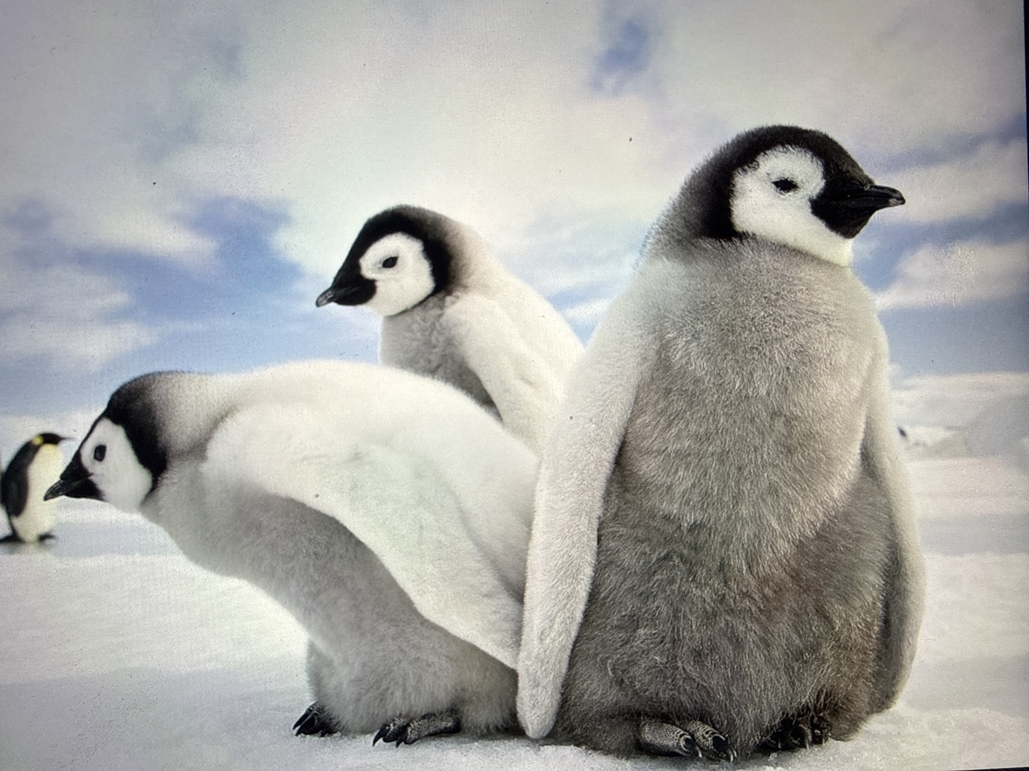 An Emperor penguin chick is in the foreground, facing left, with its fluffy grey down covering its body. Its head is black with white markings around the eyes and a black beak. Behind it, two other Emperor penguin chicks huddle together, one in the center with a fluffy white body and black head markings, and another on the far left, also with a fluffy white body and black head markings, facing the same direction as the foreground chick. In the background, a small adult Emperor penguin stands on the snowy ground, facing left. The environment is snowy and icy, with a pale blue sky and scattered white clouds. The image captures a candid moment of young penguins in their natural habitat.