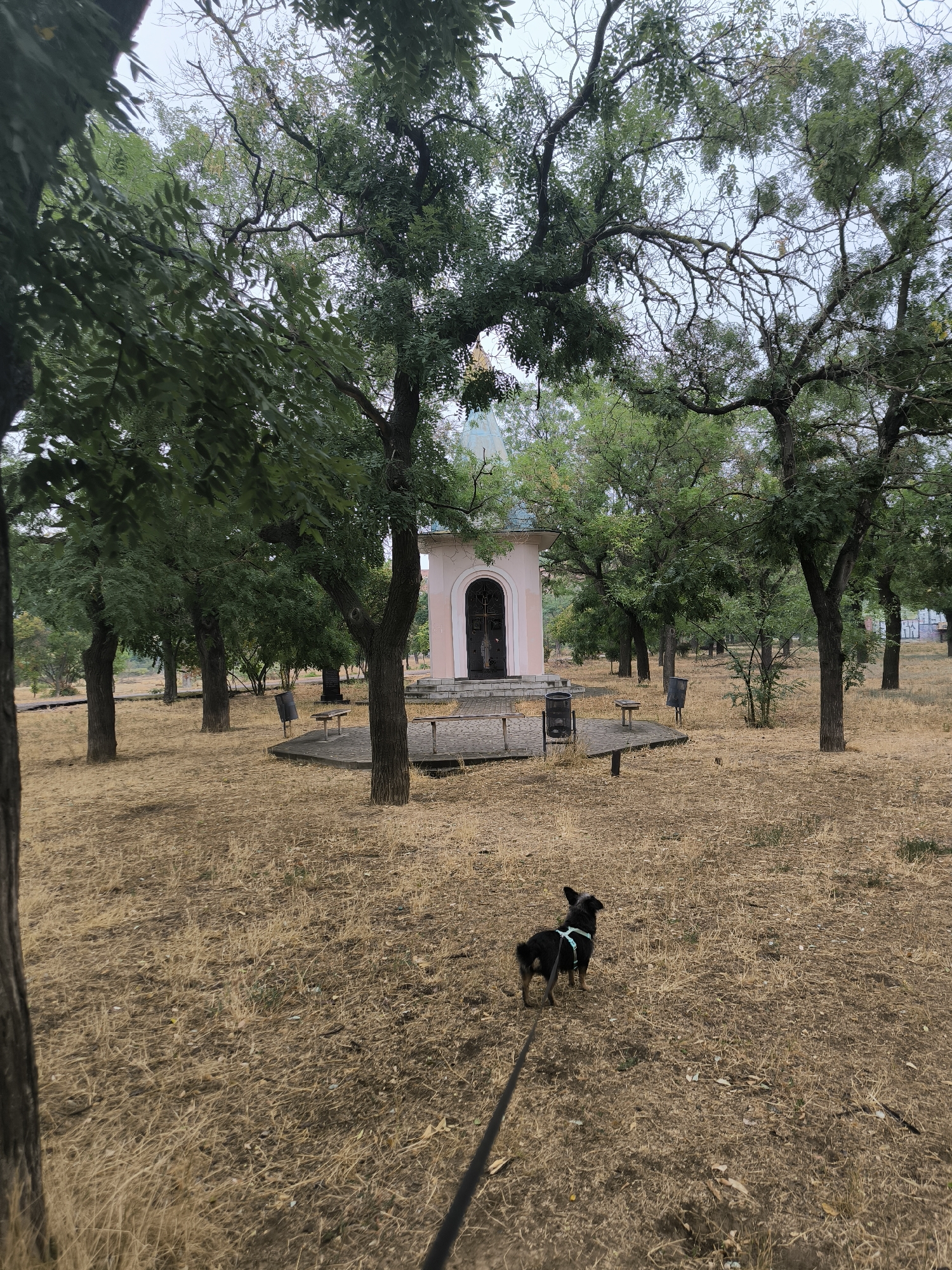 A small, black dog wearing a light blue harness is on a leash in a dry, grassy field. The dog is facing away from the camera, looking towards a small, pink chapel. The chapel has a dark, arched doorway with a cross. Surrounding the chapel are several trees with green leaves and a few park benches. The ground is covered in dry, yellow grass and fallen leaves. The sky is overcast. The scene appears to be an outdoor park area in Mykolaiv, Ukraine.