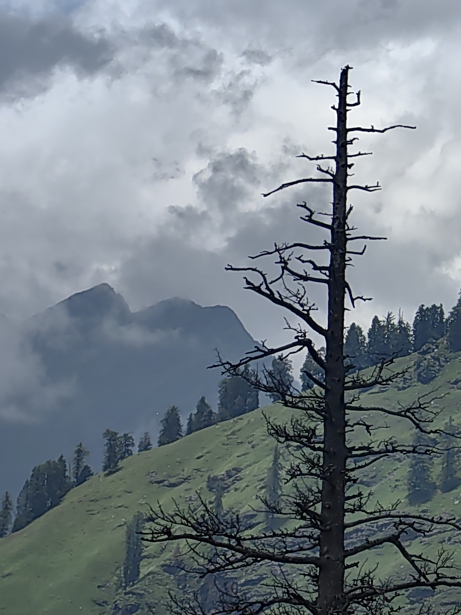 The image depicts a dramatic mountain landscape in Solang, India, under a cloudy sky. In the foreground, a stark, dead tree trunk with numerous bare branches dominates the right side of the frame, silhouetted against the sky and the mountain. The middle ground features a steep, green mountainside covered with grass and scattered evergreen trees, some appearing dense while others are sparser. The background showcases towering mountains partially obscured by swirling clouds and mist, suggesting a high-altitude environment. The overall scene conveys a sense of rugged, natural beauty, with a touch of desolation due to the dead tree.