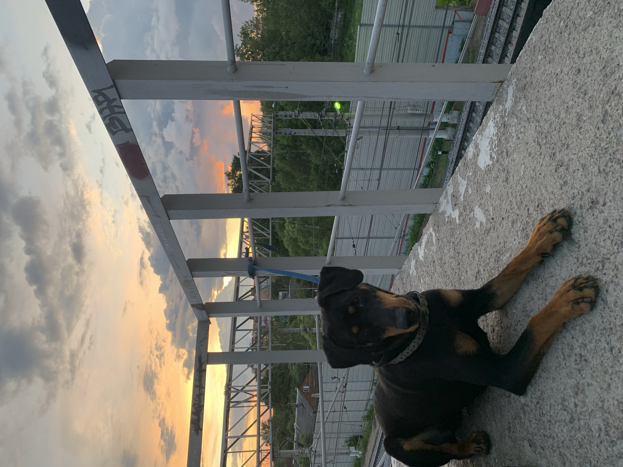 A black and tan dog with floppy ears lies on a concrete surface, looking towards the camera. The dog wears a grey collar and a blue leash is attached to it. In the background, a railway track runs horizontally. The sky is filled with dramatic clouds, illuminated by the warm hues of a sunset, casting an orange and yellow glow. A metal structure with white posts and railings runs across the top of the image, some of which are marked with graffiti. The scene appears to be an elevated walkway or overpass overlooking a railway line, possibly near a residential area with houses visible amidst green trees. The location is specified as Gatchina, Russia.