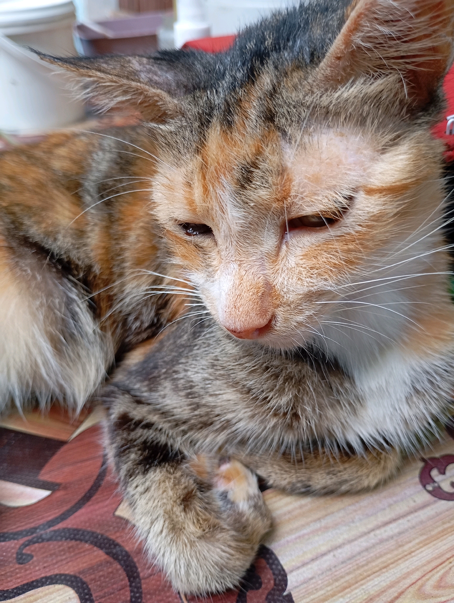 A close-up, eye-level shot captures a calico cat lying down on a patterned surface. The cat's fur exhibits a mix of orange, black, and white patches. Its eyes are partially closed, and its gaze is directed downwards and to the left. The cat is resting its head on its paws, with one paw visible in the lower-left corner of the frame. The surface beneath the cat features a repeating pattern of brown and beige swirls with dark brown outlines. In the background, out-of-focus elements suggest an indoor environment, with hints of white and red objects. The lighting appears to be natural and diffused. The scene is devoid of any discernible human presence or interaction. The location in Balikpapan, Indonesia, is not identifiable from the visual information present in the image.