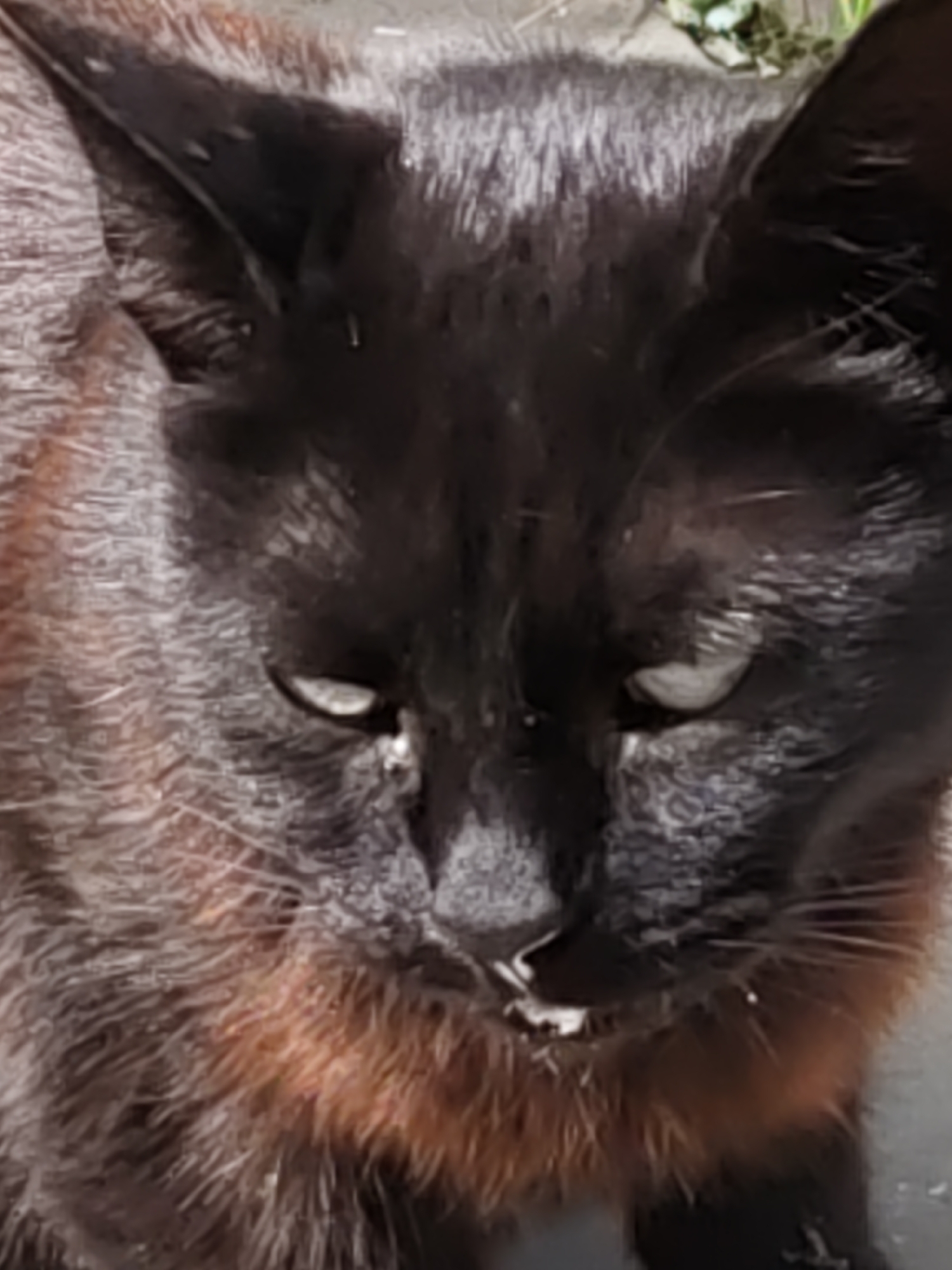 A close-up, low-angle shot shows a black cat with orange undertones in its fur, its head tilted down. The cat's eyes are partially closed, and its mouth is slightly open, revealing its teeth and tongue. There is a small amount of white substance around its mouth, possibly saliva or food residue. The cat's fur appears somewhat matted, and there are specks of white debris on its face and chest. The background is blurred, with hints of green foliage and a grey, textured surface, possibly pavement. The image was captured outdoors, likely in a natural or urban environment in Rostov-on-Don, Russia.