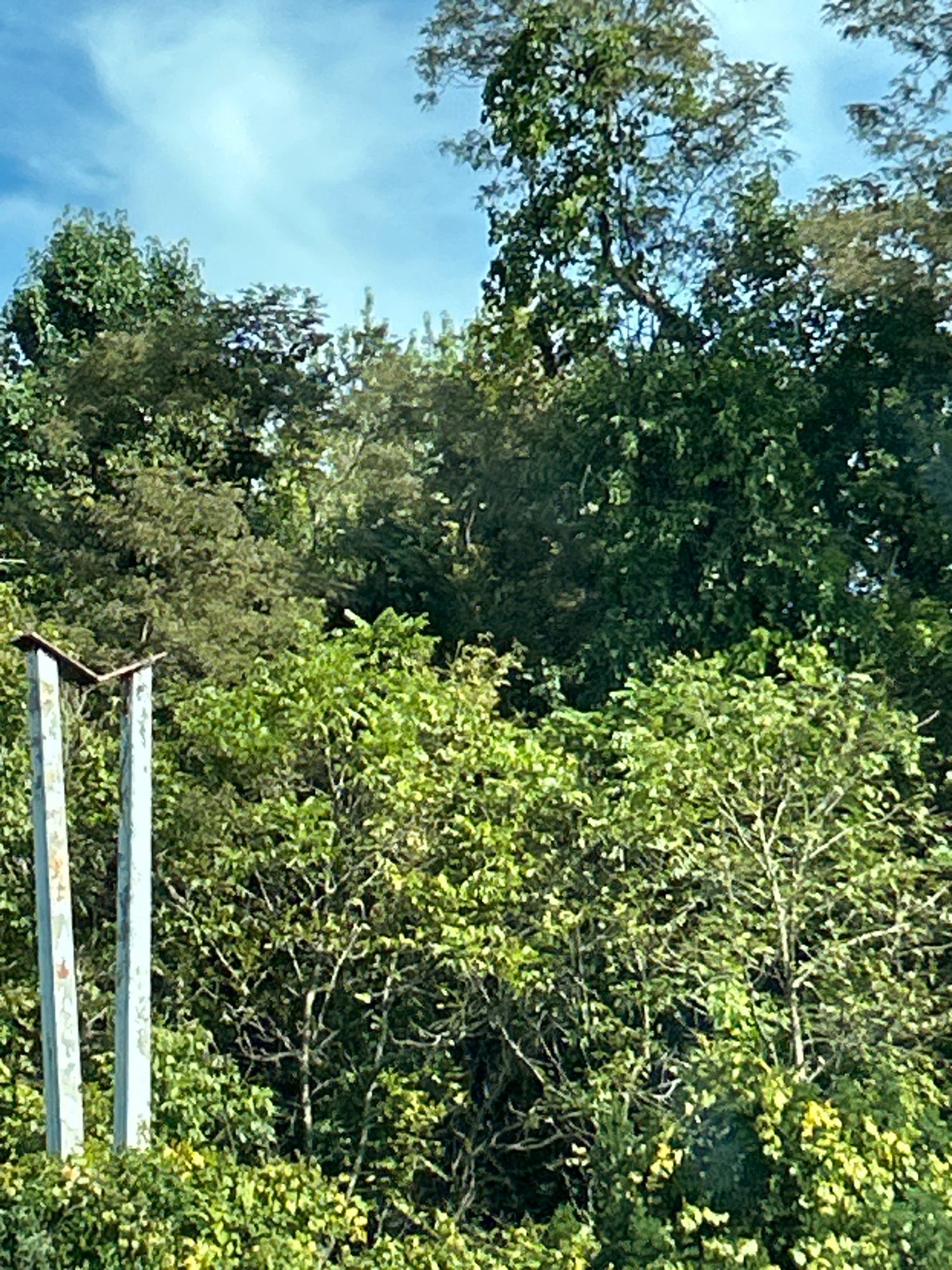 The image shows a densely vegetated area with lush green trees and foliage under a bright blue sky with wispy white clouds. In the foreground on the left, there are two weathered, light-colored metallic poles, possibly part of a fence or signpost, with one pole angled at the top. The rest of the scene is dominated by the dense, green canopy of trees and undergrowth, suggesting a natural or semi-natural environment within Robinson Township, United States of America. There are no people or animals visible in the image. The lighting indicates it is daytime.
