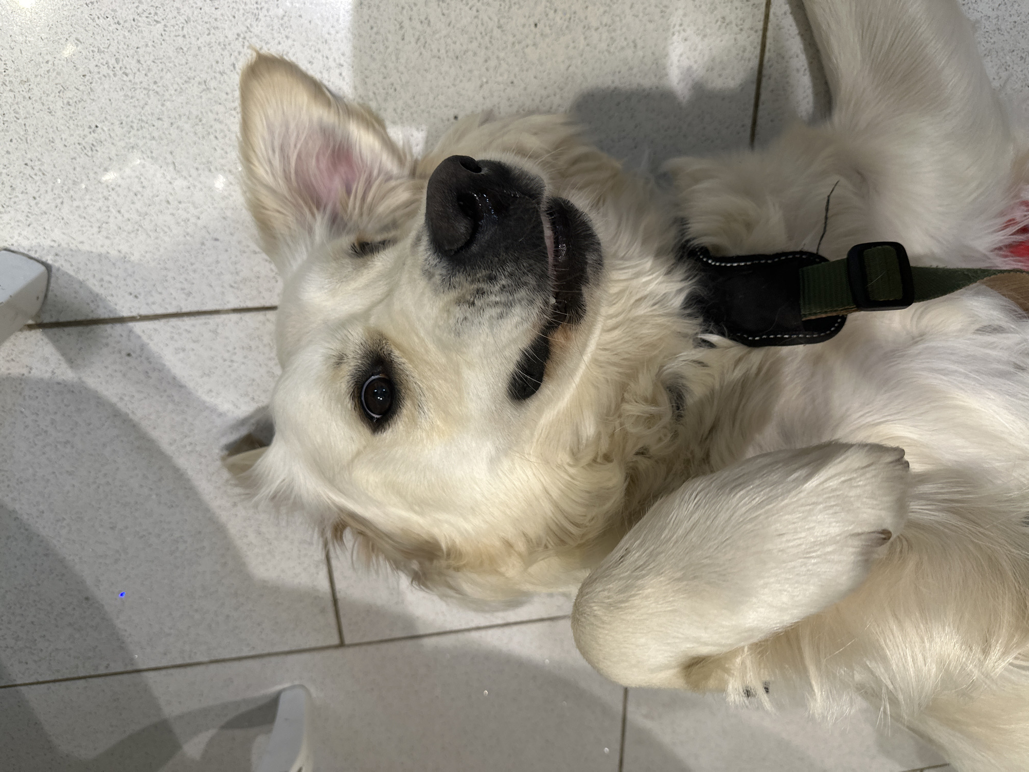 A light-colored domestic canine, consistent with a Golden Retriever breed, is depicted lying supine on a light-colored, speckled tiled floor with visible dark grout lines. The animal's head is tilted, with its dark, reflective eyes directed towards the viewer. Its black muzzle is moist, and its mouth is slightly ajar, revealing the tip of a pink tongue and lower incisors. The left ear is partially erect. One forepaw is flexed and raised, positioned towards the animal's chest. A dark-colored harness with green webbing and a black plastic buckle is visible around the dog's torso. A blurred white object is partially visible in the upper-left background. The environment is indoors. No discernible features within the image indicate a specific location in the city of London, United Kingdom, or any other city.