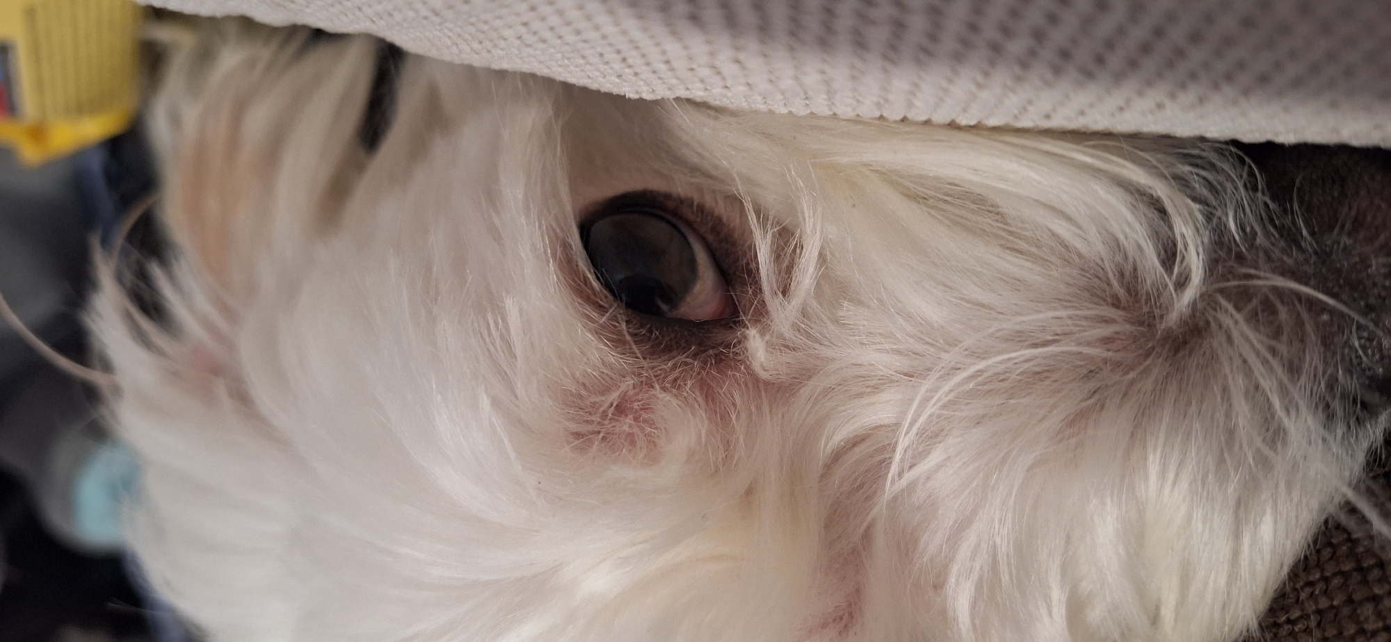 The image shows a close-up of a white dog's face, partially obscured by a light-colored fabric. The dog's eye is visible and dark. Some pink skin is visible around the eye and muzzle. Other details like a box can also be seen. The environment seems to be indoors. There is no information to place this image in Blagoevgrad, Bulgaria.