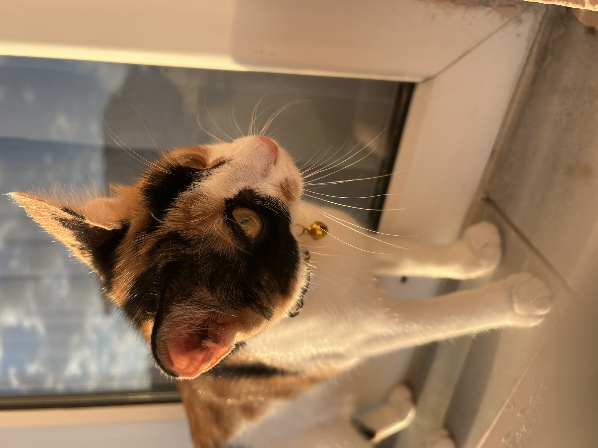 A calico kitten stands on a windowsill, looking out a window. The kitten is predominantly white with patches of orange, black, and brown. It is wearing a black collar with a small gold bell. The background shows a blurry sky with clouds, and a bright light source, suggesting either sunrise or sunset. The window frame is white. The image appears to be taken indoors, with the kitten positioned in what could be a residential setting in Ümraniye, Turkey.