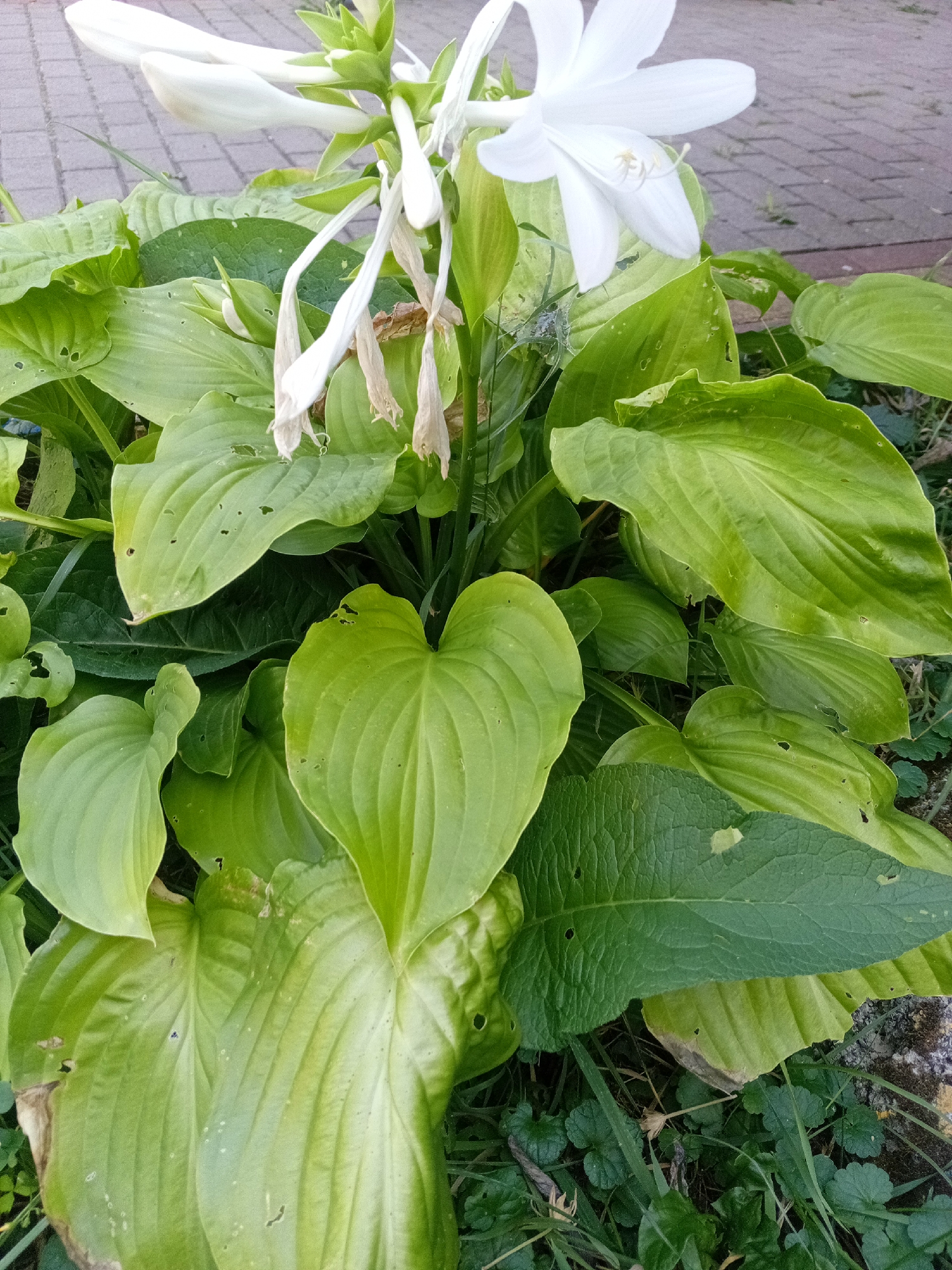 A close-up, high-angle shot shows a cluster of large, green hosta leaves with a white hosta flower stalk emerging from the center. The hosta plant is growing outdoors, with a paved walkway visible in the upper right corner. The leaves are broad and heart-shaped, with visible veins and some small holes indicating insect damage. The white flowers are trumpet-shaped, with some appearing fully open and others in various stages of bloom or wilting. The surrounding ground is covered with grass and other low-lying green plants, with a hint of a stone or concrete edge on the lower right. The lighting suggests it is daytime, likely overcast or late afternoon, as there are no harsh shadows. The image was captured in Tiachiv, Ukraine.