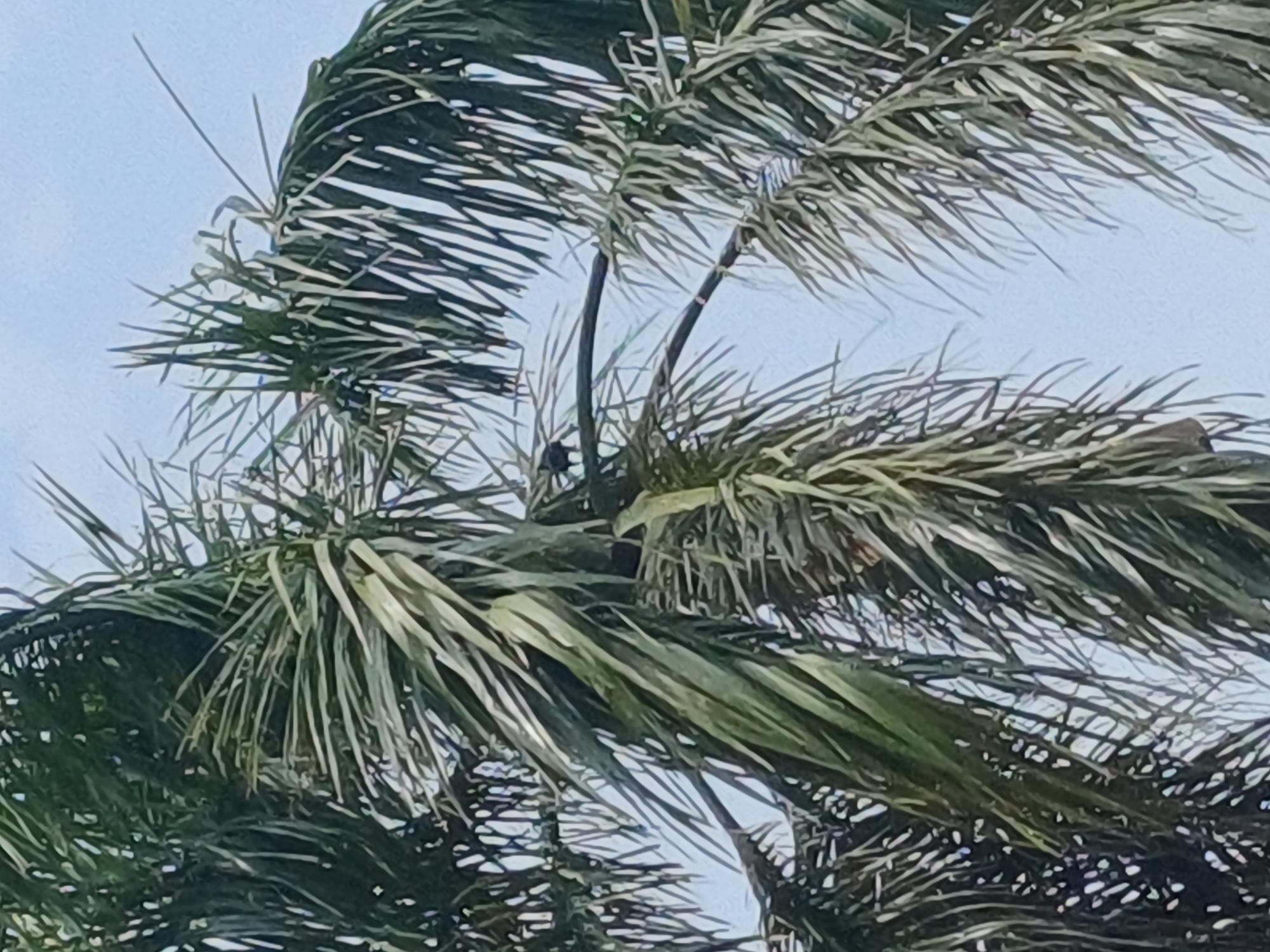 The image shows a close-up view of palm tree fronds against a light blue sky. A small dark bird is perched on a thin branch that extends horizontally through the fronds. The fronds are green and appear somewhat dry or weathered. The overall scene is outdoors, with no indication of any specific location within George Town, Malaysia.