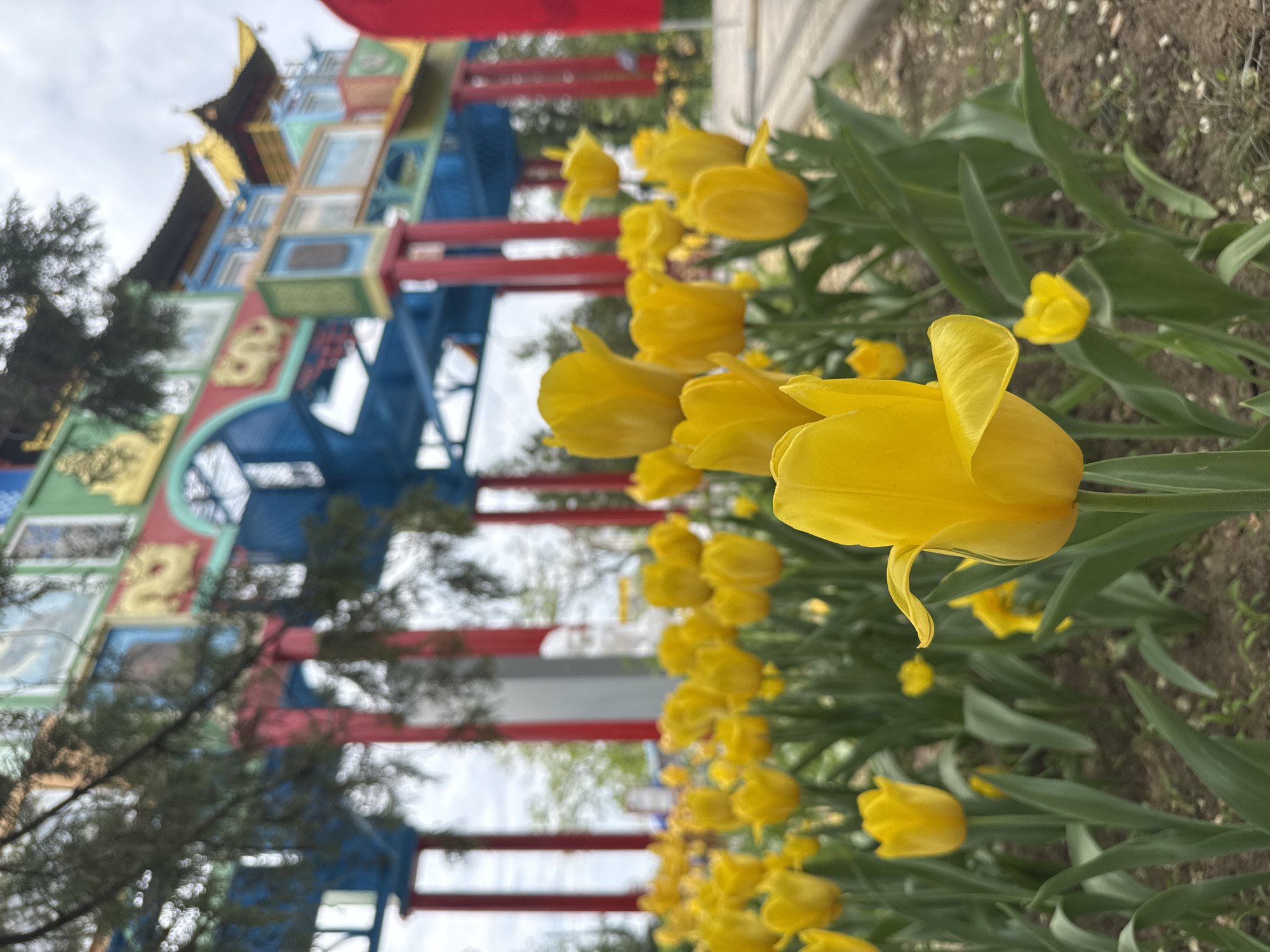 The image captures a vibrant scene in Elista, Russia, likely in a park or garden area. In the foreground, a row of bright yellow tulips is prominently displayed, their petals catching the light. Behind the flowers, a large, colorful Chinese-style gate stands, featuring a combination of blue, red, green, and gold. Its intricate design is visible, with pagoda-style roofs and decorative panels. Trees with thin branches frame the gate on either side. The sky is overcast. The ground is dirt with sparse vegetation. The image is taken from a low angle, emphasizing the tulips.