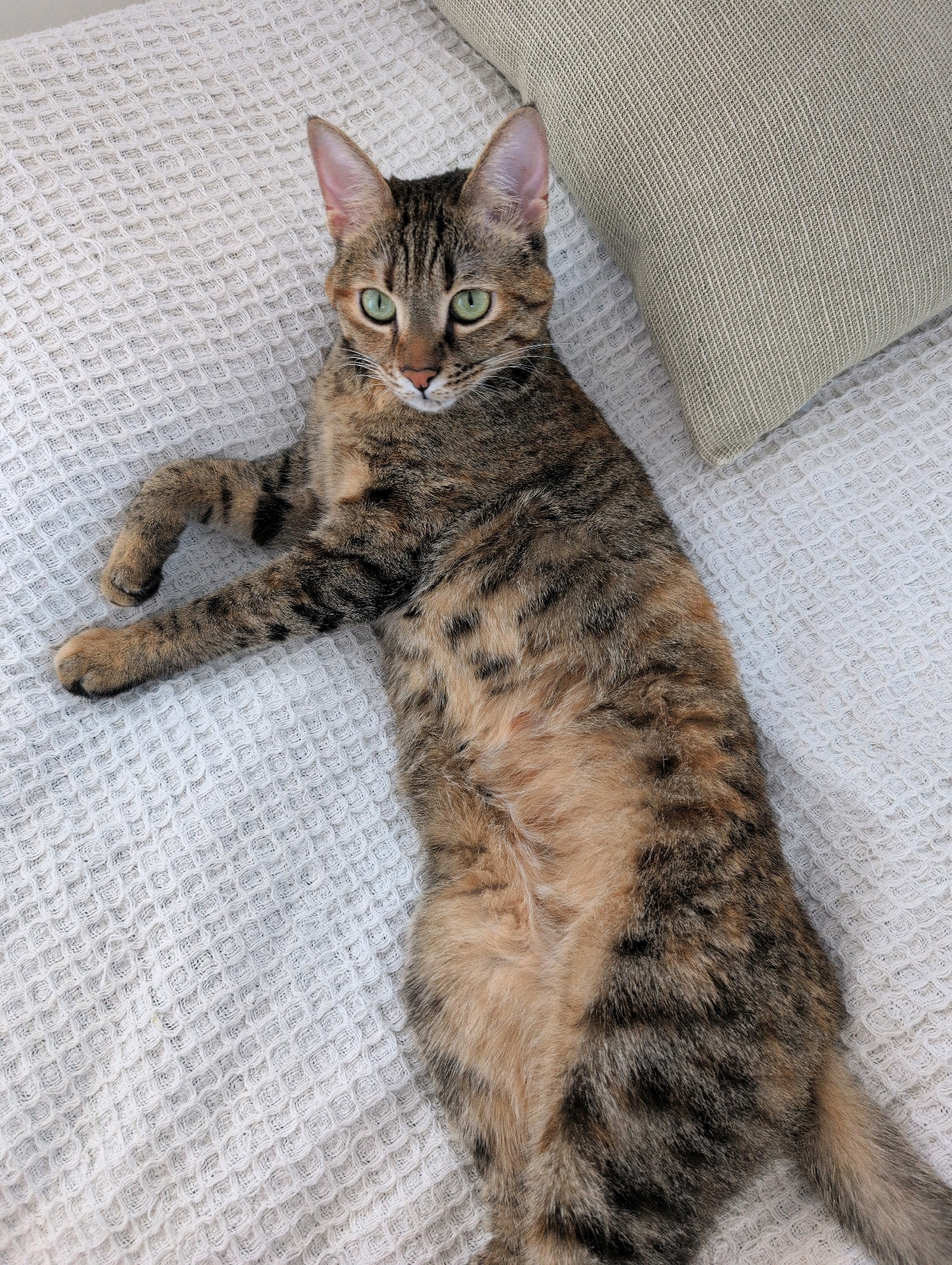 A tortoiseshell cat with green eyes is lying on a white textured surface next to a light green pillow. The cat is on its back, with its paws extended. The scene is an indoor setting.