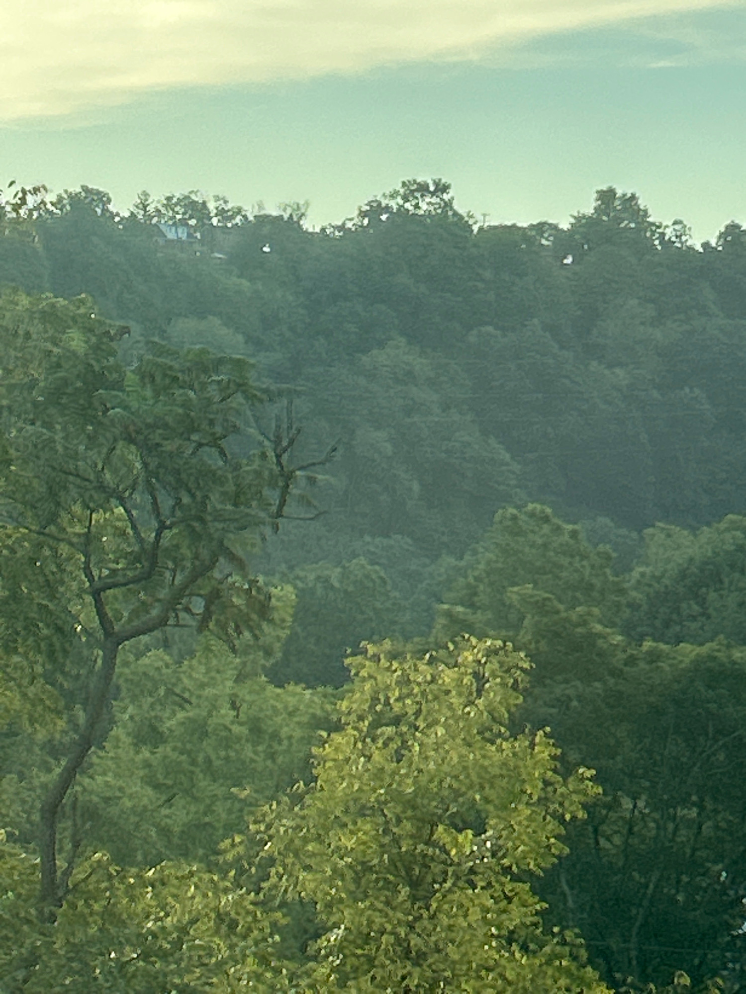 A photograph shows a dense forest on a hillside. The trees are a mix of dark green and lighter green, indicating different species or varying light conditions. Some of the trees in the foreground are more defined, with visible branches and leaves, while the trees further up the hill appear more blurred and uniform. A few small, light-colored objects, possibly lights or reflections, are scattered throughout the scene. At the very top of the hill, peeking through the trees, is a small building, possibly a house, with a light-colored roof. The sky above is a pale blue-green, with faint white clouds. The overall impression is a natural landscape, likely a park or undeveloped area within Collier Township, Pennsylvania, United States.