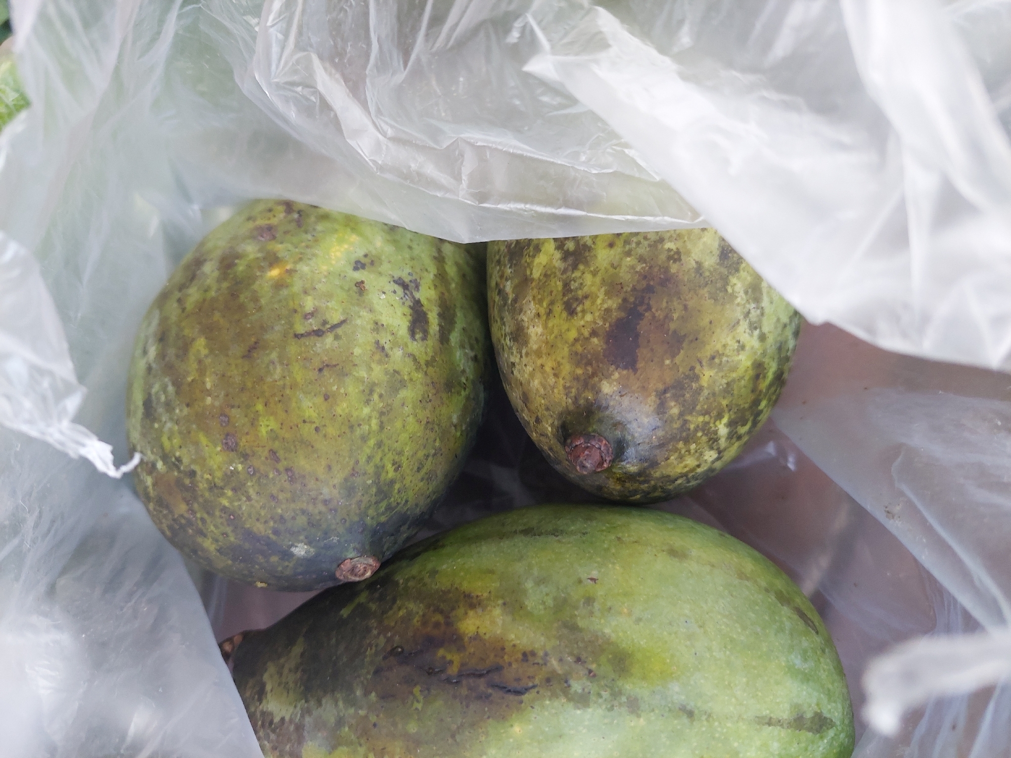 A close-up, overhead shot shows three green mangoes inside a translucent white plastic bag. The mangoes have dark blemishes and some reddish-brown spots on their skin, indicating they may be ripe or slightly overripe. The bag is crinkled and partially obscures the mangoes. The lighting is bright and natural. The image appears to be taken in an outdoor setting, possibly a market or street vendor stall in Parit Baru, Indonesia.