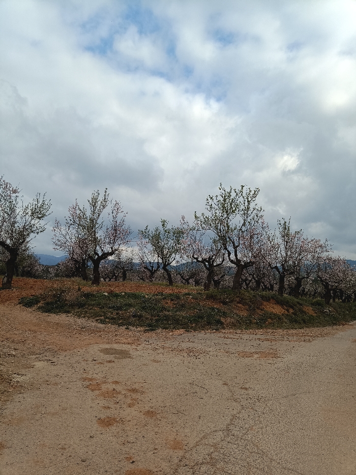 A static, wide-angle shot captures an agricultural landscape in Jérica, Spain, featuring a field of blooming almond trees under a partially cloudy sky. The foreground consists of a light brown dirt road, partially textured with gravel, curving slightly to the right. A raised earthen berm, covered with green grass and patches of reddish-brown soil, separates the road from the orchard. The midground is dominated by numerous almond trees with dark, gnarled trunks and branches, displaying abundant light pink and white blossoms, interspersed with some newly unfurled green leaves. The ground beneath the trees is reddish-brown soil. In the background, indistinct mountains are visible beneath the horizon. The sky is overcast with grey clouds, showing intermittent patches of brighter white cloud formations and glimpses of blue sky. No individuals, animals, or active subjects are present in the scene.