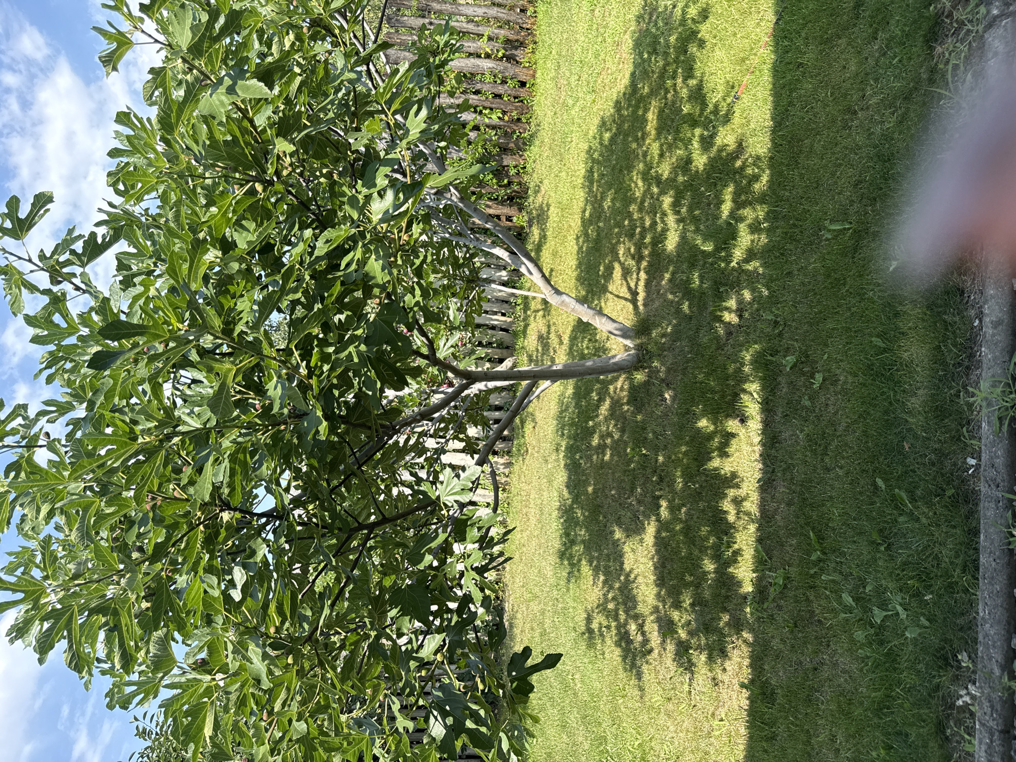 A fig tree stands in a grassy backyard in Serhiivka, Ukraine. The tree has numerous green leaves and some small, dark figs are visible. The ground is covered in green grass with patches of dry grass and some weeds. The background features a weathered wooden fence and a clear blue sky with scattered white clouds. Sunlight casts dappled shadows from the tree onto the lawn. A blurred finger is visible in the bottom right corner of the frame.