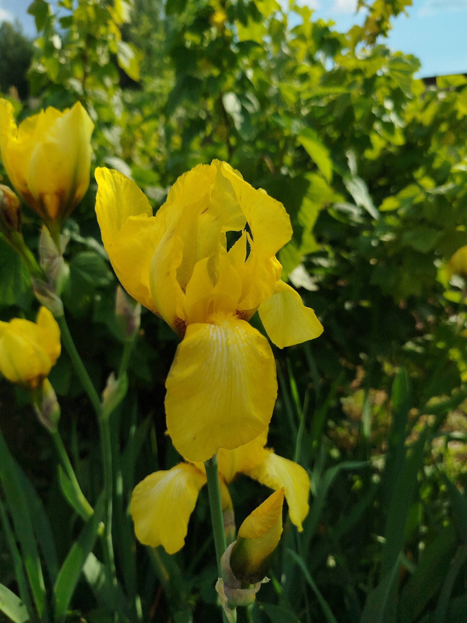 In a garden setting, a close-up shot focuses on several bright yellow iris flowers in bloom. One prominent iris, in the foreground, displays its delicate petals and intricate markings. The background is a blur of green foliage and a hint of blue sky, suggesting a sunny day. The composition is dominated by the vibrant yellow of the flowers, with the surrounding greenery providing a contrasting backdrop.