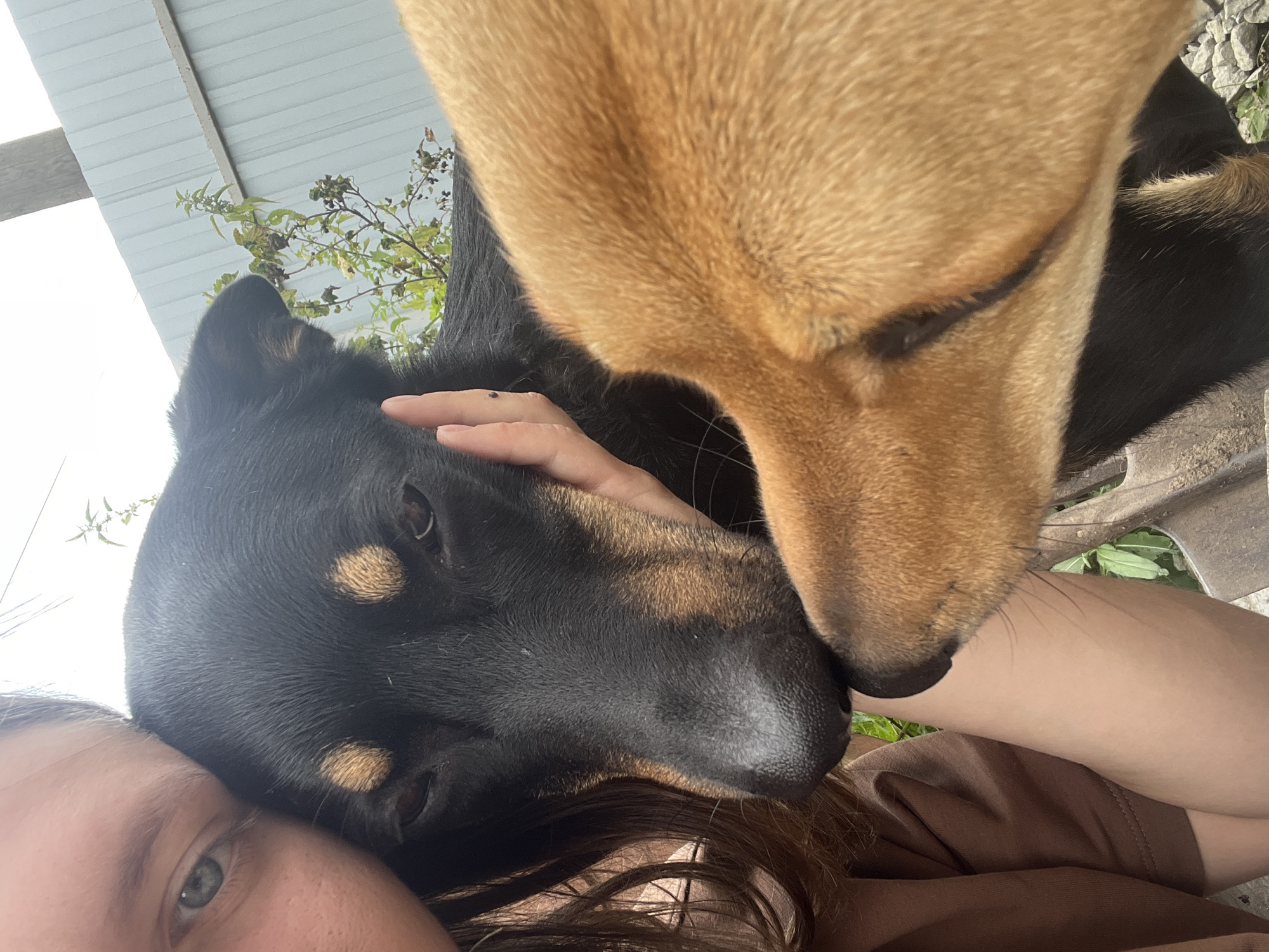 The image is a close-up, selfie-style photograph taken outdoors. In the foreground, the face of a person is partially visible on the left, with a light-colored eye looking towards the camera. Next to the person's face is the head of a black dog with tan markings above its eyes and on its muzzle. The dog appears to be resting its head against the person's cheek, and a hand is gently resting on its head. In the foreground on the right, the head of a tan-colored dog is visible, its nose touching the muzzle of the black dog. The background shows a grey, corrugated metal fence, some green foliage, and a wooden post. The ground appears to be covered in small stones and dirt. The overall impression is an affectionate moment between a person and two dogs. The location is identified as Nizhny Tagil, Russia.