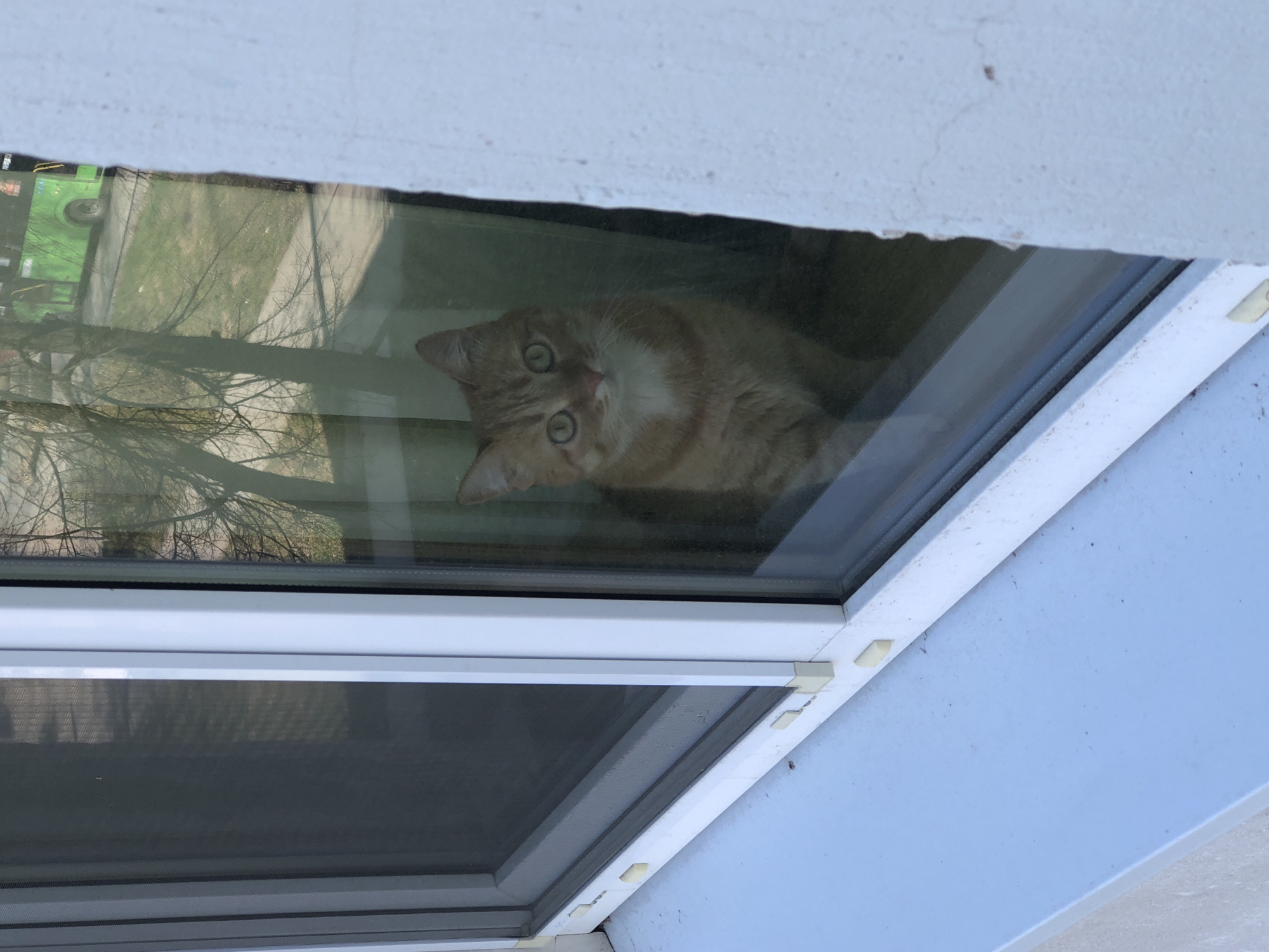 An orange tabby cat is looking through a window. The window frame is white. The cat is angled in the window, with its head tilted to the left. Outside, a tree and a green vehicle are reflected in the glass. The location is not discernible from the provided image.