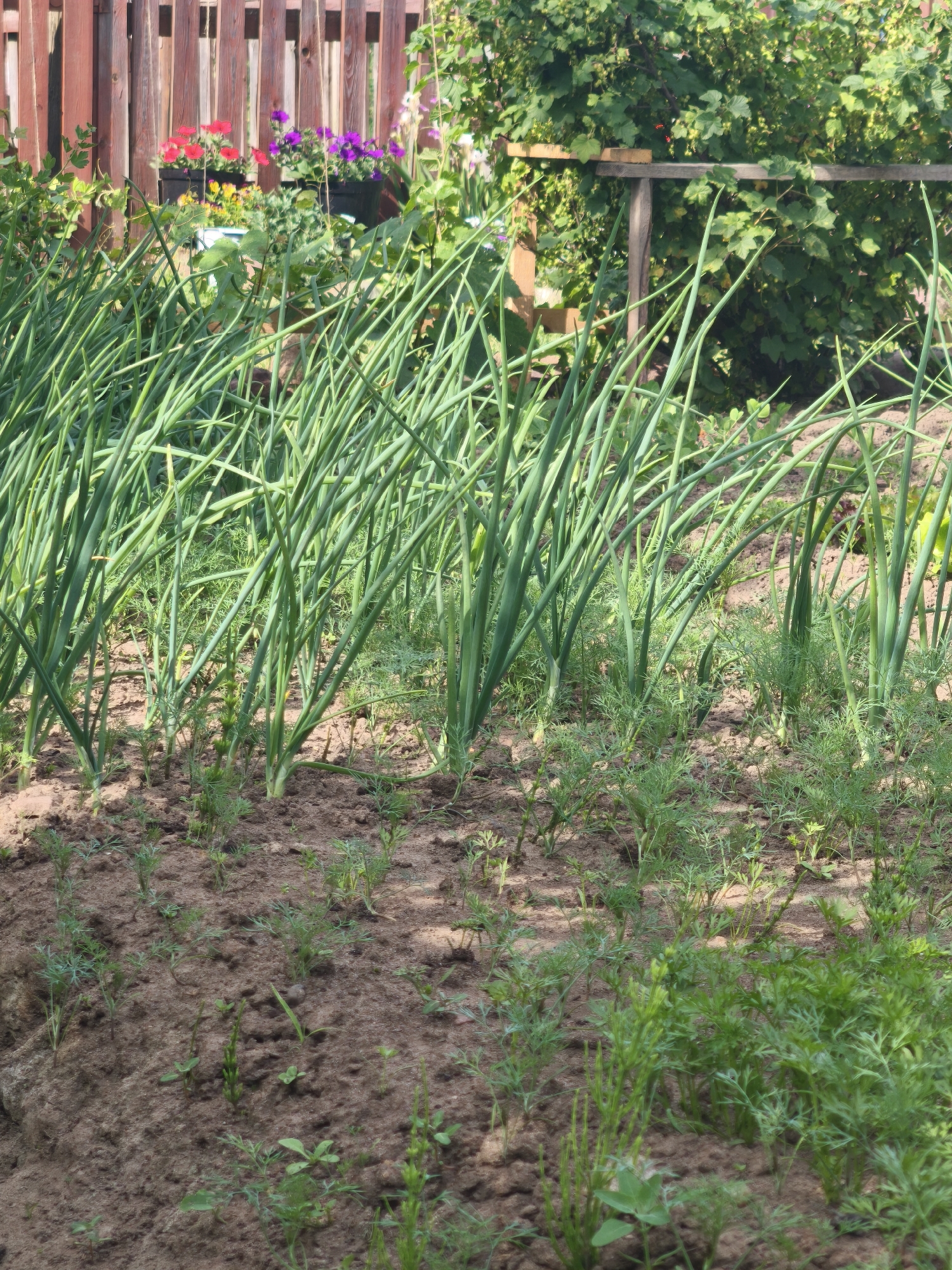 The image depicts a close-up, eye-level view of a garden in Kady, Russia, during daylight hours. In the foreground, rows of tall, green onion stalks stand prominently, with smaller, feathery green plants, likely dill or carrots, growing between them. The soil is a reddish-brown color, appearing loose and somewhat dry. In the background, a wooden fence with vertical planks separates the garden from a densely vegetated area. Behind the fence, potted flowers in shades of red and purple are visible, along with lush green foliage, possibly from bushes or trees. The overall impression is one of a well-tended vegetable and flower garden.