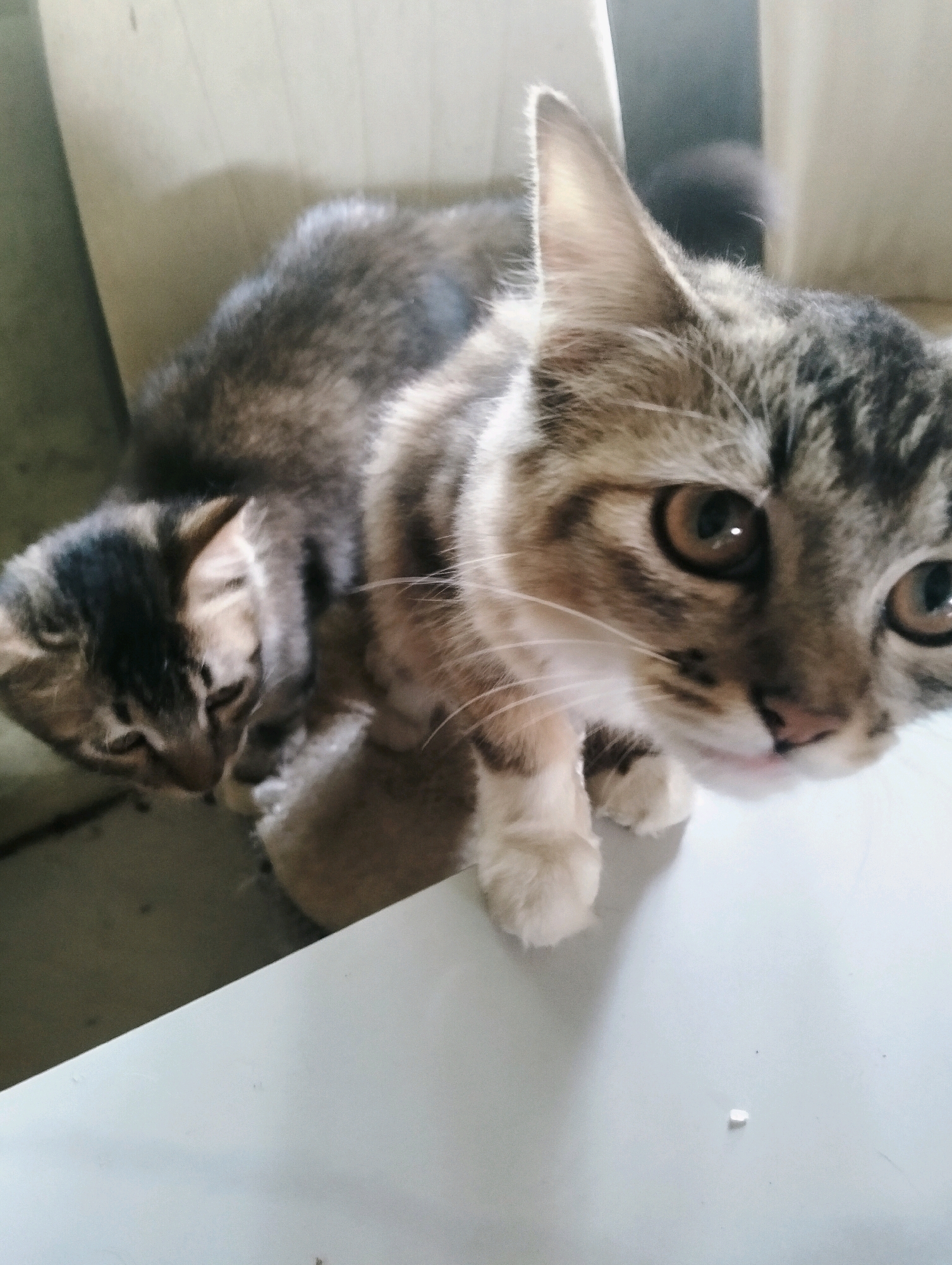 Two tabby kittens are positioned in the foreground and midground of the image. The kitten in the foreground is facing the camera with large, curious eyes, its face taking up a significant portion of the frame. Its paws are resting on a white surface, likely a table. Behind it, a second, smaller kitten is nestled, facing away from the camera and appearing to be asleep or resting. Both kittens have striped fur patterns typical of tabby cats. The environment appears to be indoors, with a muted background suggesting a domestic setting. There are no people visible in the image. The overall scene is peaceful and intimate, focusing on the kittens.