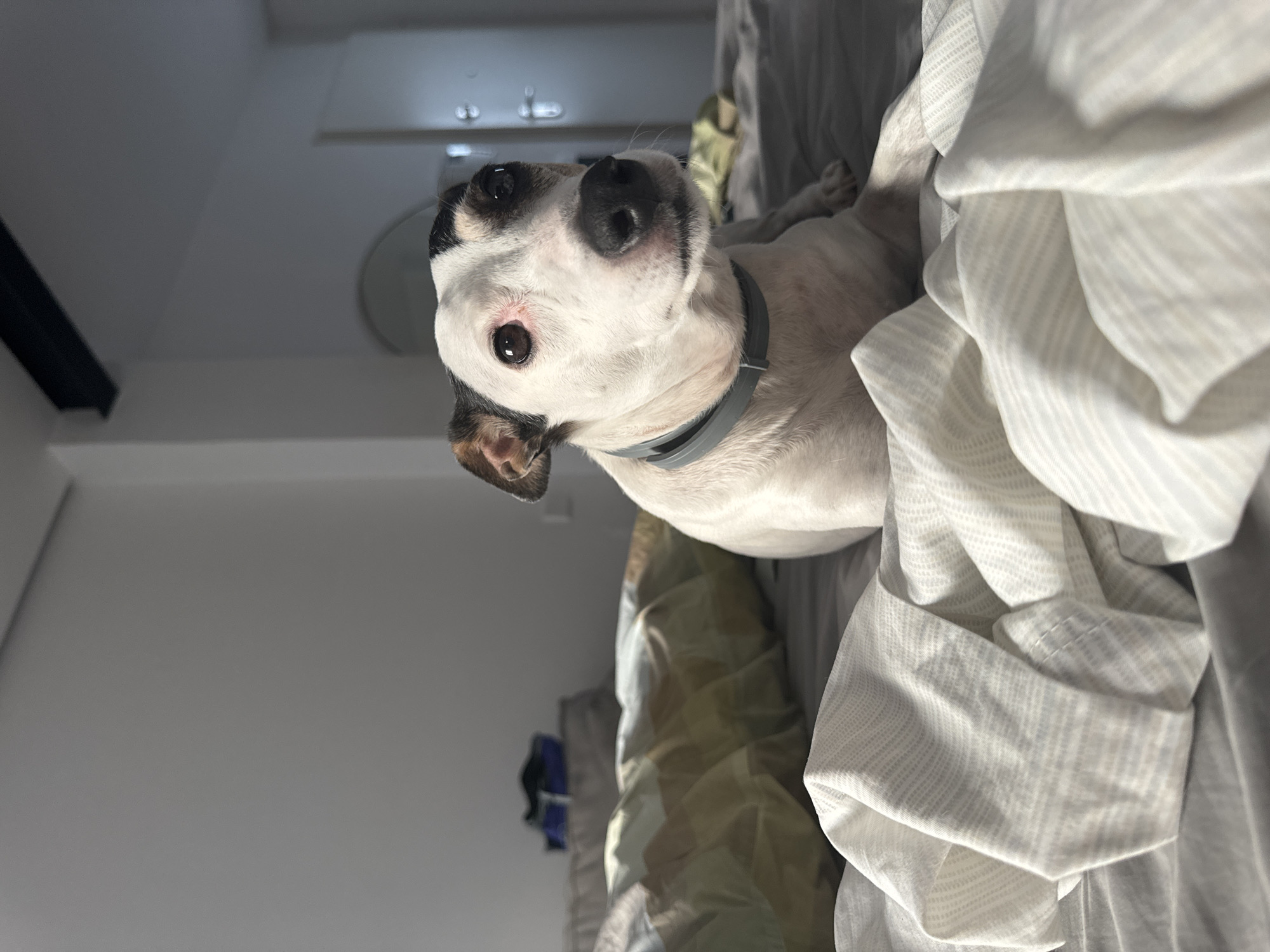 The image is a medium shot of a white Jack Russell Terrier with black and tan markings on its head, wearing a grey collar. The dog is lying on a bed with grey sheets and a rumpled white duvet in the foreground. In the background, there are pillows with a patterned duvet and a glimpse of a wall, a doorway, and possibly a mirror. The lighting suggests it is daytime, with sunlight casting shadows. The image does not provide any information that would allow for the identification of its location within the city of Murcia, Spain.