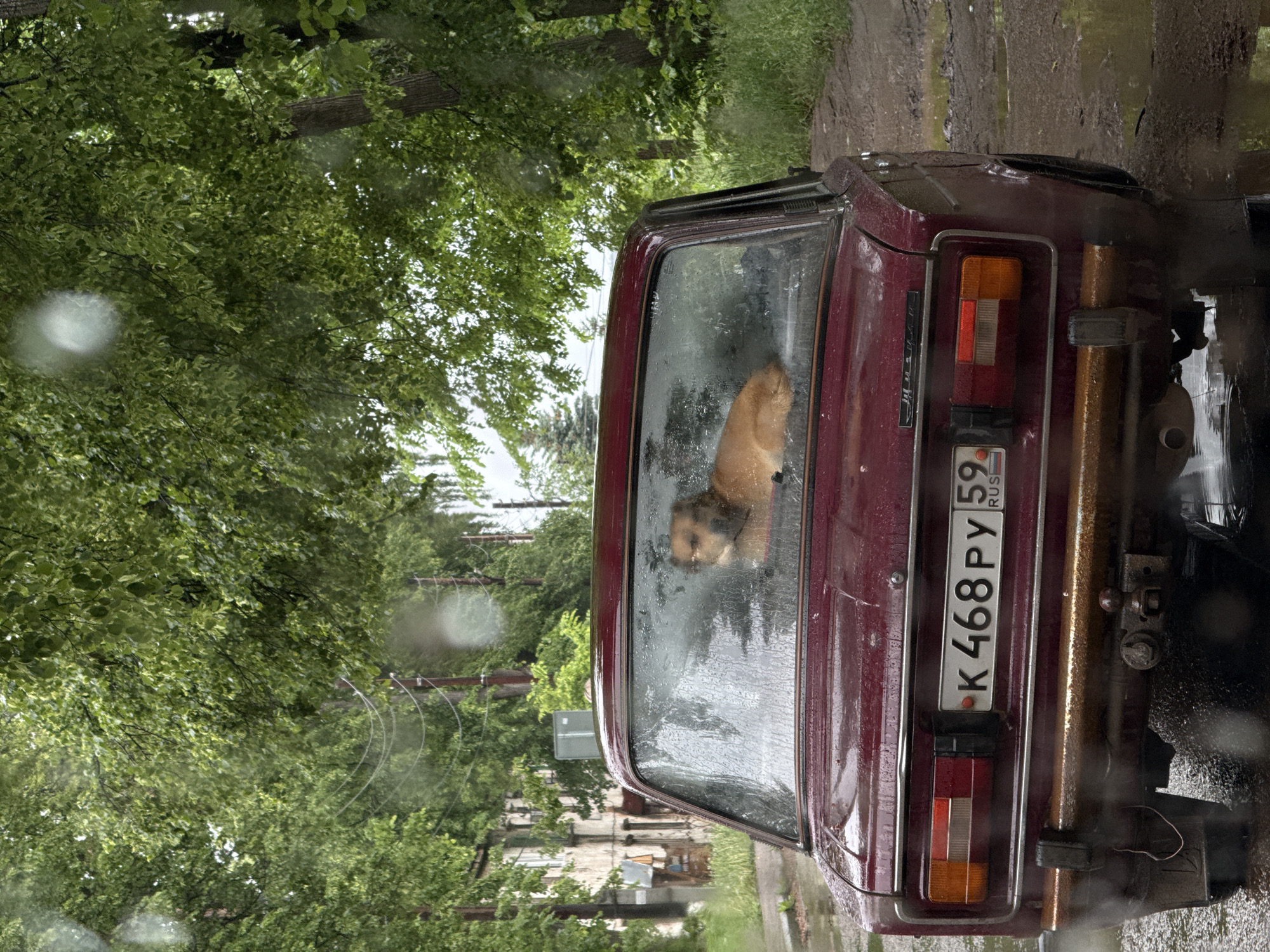 A maroon car is parked on the side of a wet street, oriented perpendicular to the curb. A dog is visible inside the car, looking out the rear window. The license plate reads "K468PY59 RUS". The surroundings include lush green trees and glimpses of buildings, suggesting an urban environment. The image is taken during rainfall, with water droplets visible on the car's surface and in the air. The photograph is taken in Chaikovsky, Russia.