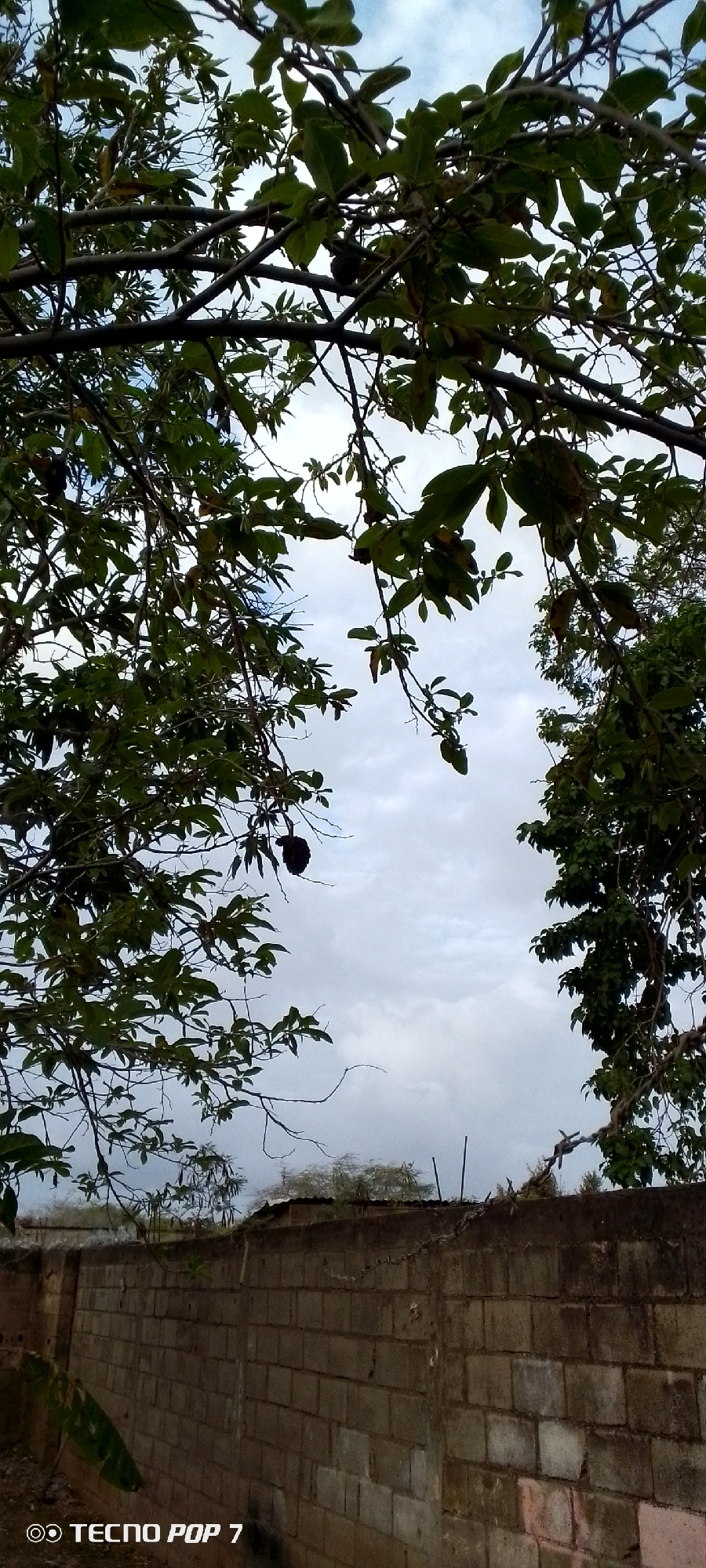 In Altagracia, Venezuela, this outdoor image captures a view through the branches of a tree towards a cloudy sky. A weathered brick wall, constructed from rectangular blocks, runs horizontally across the lower portion of the frame. Above the wall, a sparse collection of trees and structures with corrugated roofs can be seen. The foreground features dense foliage and dark tree branches, with one prominent, dark, pod-like fruit hanging from a branch on the left. The sky is overcast with white and gray clouds. The bottom left corner of the image contains a watermark: "TECNO POP 7".