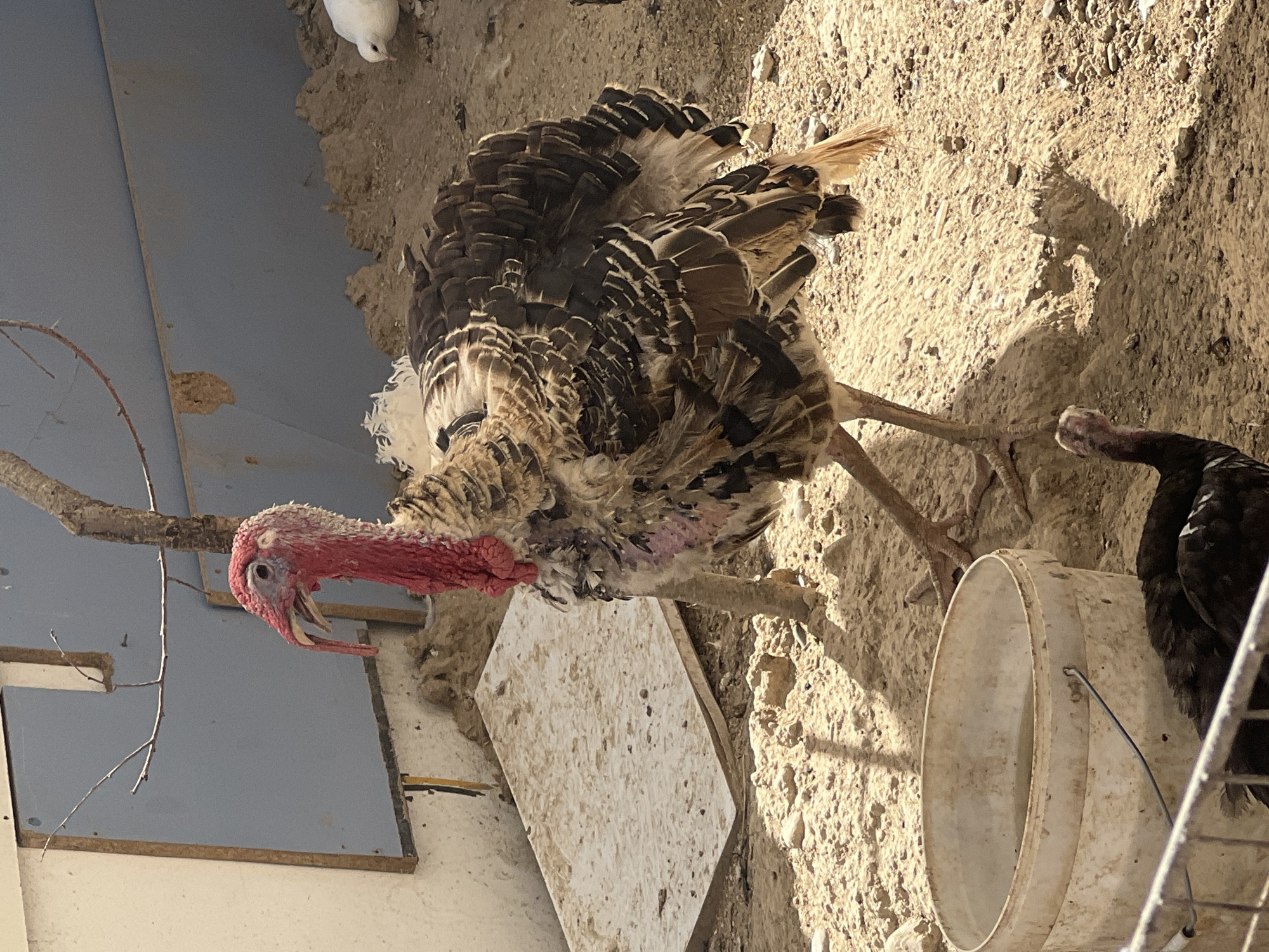 The image shows an outdoor scene. A large turkey with brown and white feathers stands in the center of the frame, its head turned to the left. It has a red wattle hanging from its neck and a bony protrusion on its beak. The turkey is standing on sandy ground, littered with small rocks. To the left of the turkey is a white plastic bucket containing water. In the background, there is a blue wall and a light-colored structure. To the far right, a white bird is visible. In the foreground, part of a black turkey is visible, along with a metal fence. The lighting suggests it is daytime. The location in the city of Uzbekistan, Uzbekistan is not discernible from the image.