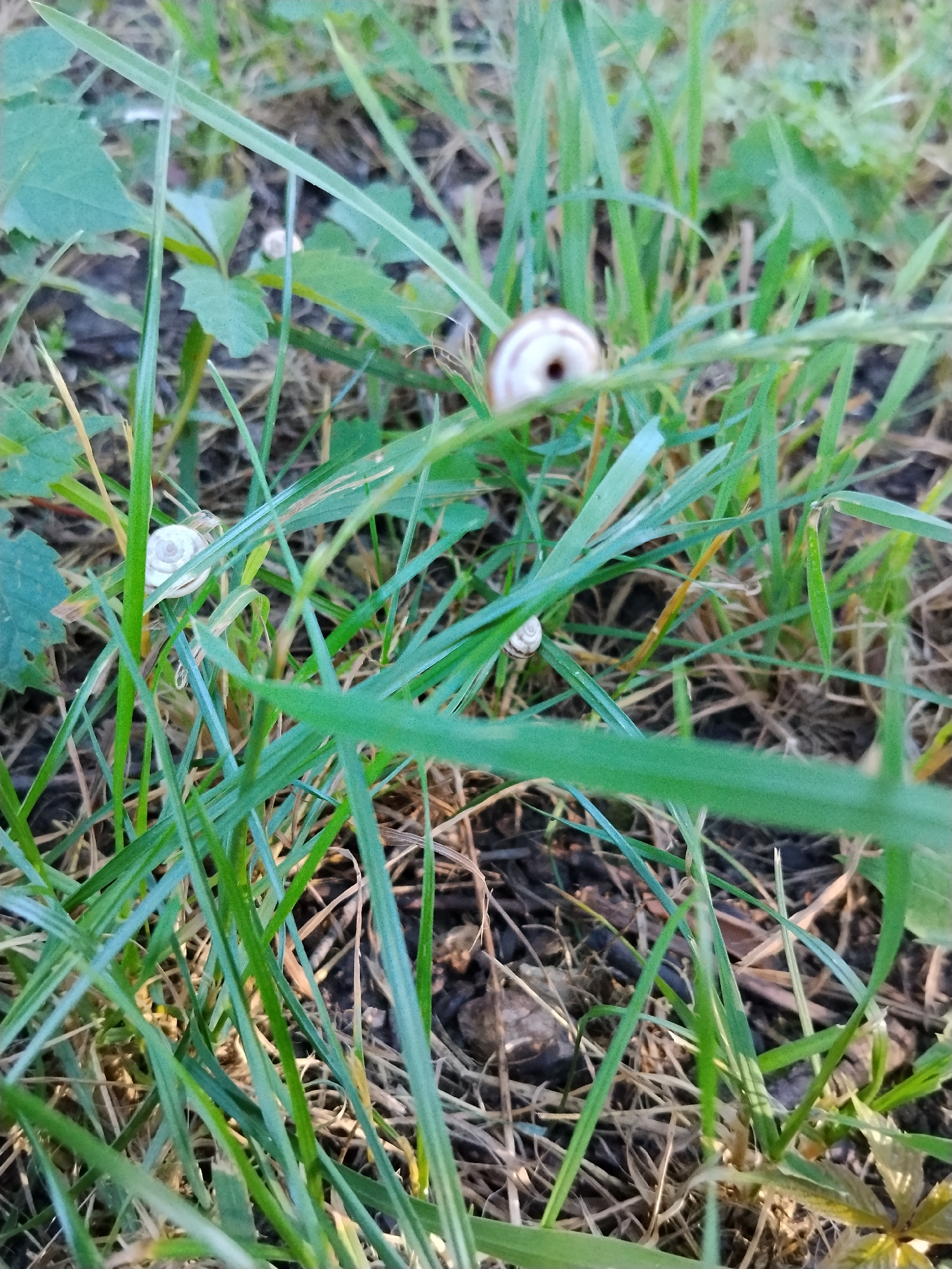 A close-up, vertical shot captures a grassy outdoor environment, likely in Hoholeve, Ukraine, with a shallow depth of field. The foreground is dominated by a large, blurred blade of grass. In the mid-ground, several small snails with spiral shells are visible on blades of grass and among the foliage. The background consists of more grass, dried leaves, and dark soil. The lighting suggests it is daytime, with soft light filtering through the grass.