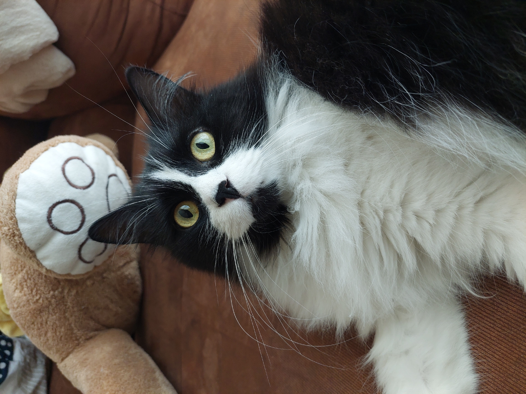 A black and white cat lies on a brown surface next to a stuffed monkey toy. The cat has green eyes and white whiskers. The monkey toy is light brown with a white face and dark brown stitched features. The background is blurred. It is not possible to determine if the image was taken in Plovdiv, Bulgaria.