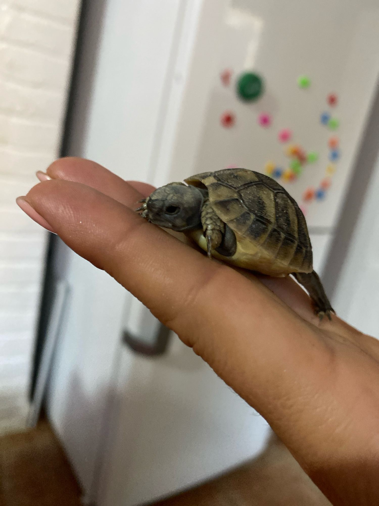 A close-up shot shows a small tortoise resting on the fingers of a person's hand. The tortoise is positioned on its side, with its head slightly raised and its legs tucked in. The shell of the tortoise is visible, with its characteristic patterned scutes. The person's fingers are gently supporting the tortoise. The background is blurred but appears to be an indoor setting, possibly a kitchen or living area, with a white surface and some colorful, out-of-focus objects, possibly magnets on a refrigerator. There are no specific identifying features that would place this scene in Zgrade, Montenegro. The image is a simple depiction of a human interacting with a small reptile.