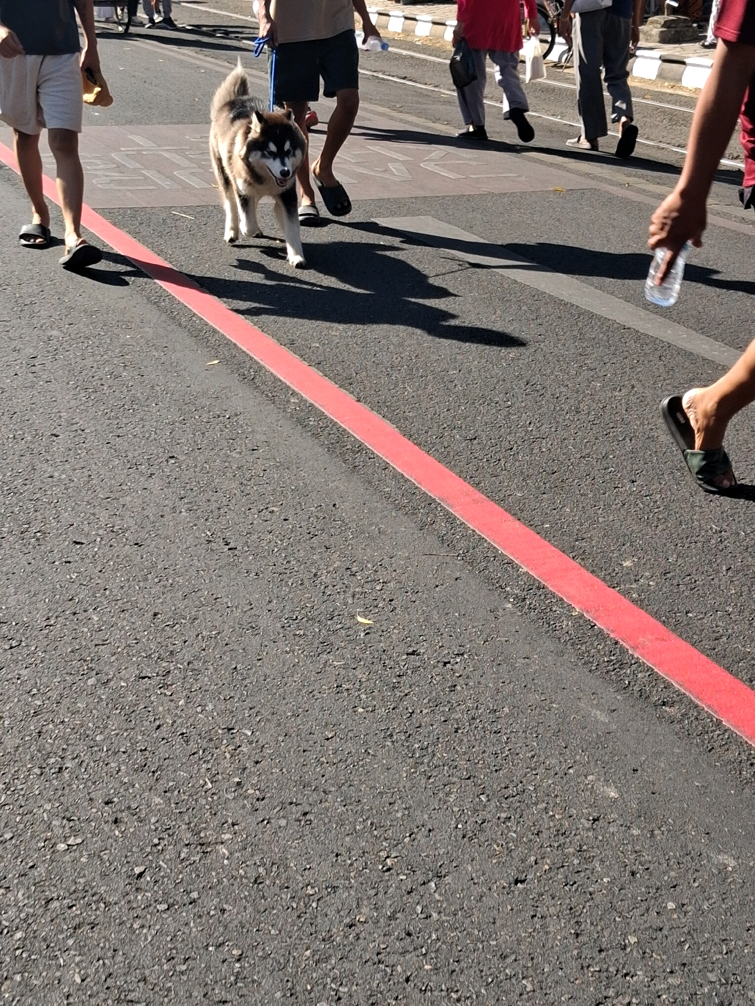 A husky dog is walking on a street in Surakarta, Indonesia, during a daytime event. The dog is on a leash, held by an unseen person. The dog is medium-sized with a thick coat of brown and white fur, and appears to be looking forward. The street is paved with asphalt and has a red line painted across it. Several people are walking on the street, some are in the background. The person on the left is wearing light-colored shorts and black sandals. The person on the right is wearing dark sandals and the lower half of their legs and feet are visible. The general lighting suggests a sunny day.
