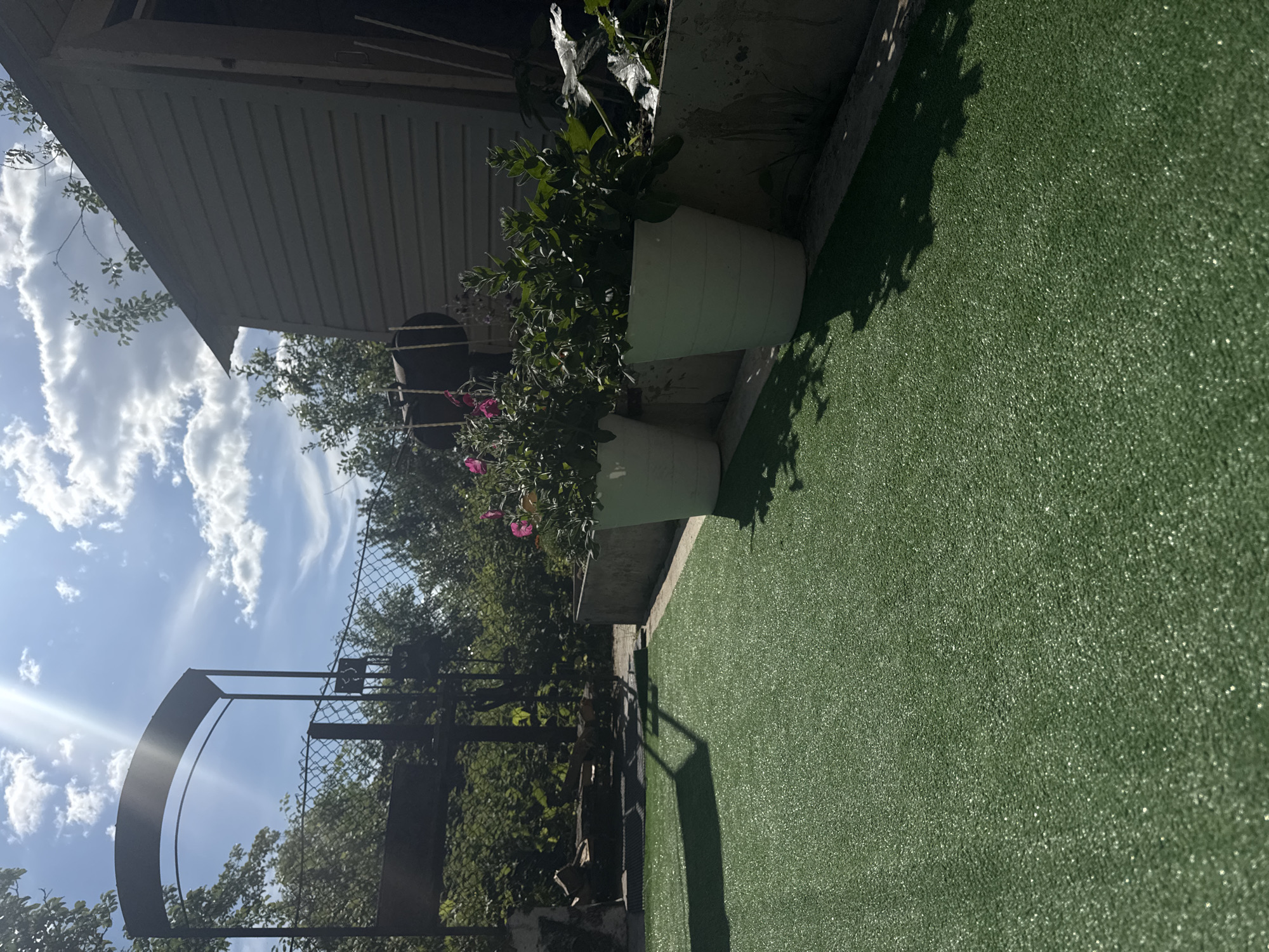 This image, taken in Chaikovsky, Russia, depicts an outdoor residential or garden area on a bright, sunny day. The lower half of the frame is dominated by artificial green turf, sparkling with direct sunlight reflections. The dark, distinct shadow of a metal archway and plants is cast upon the turf.
In the midground, two white, tapered plastic plant pots are arranged on a raised concrete planter along the right side of the turf. The left pot contains dark green foliage with visible pink flowers, while the right pot holds dense dark green foliage. Behind these pots and to the right, a light greenish-grey wooden shed with horizontal siding is partially visible. To the left of the shed, a dark, cylindrical object, possibly a grill or a piece of equipment, is partially obscured by vegetation.
In the background, a dark metal archway stands before a chain-link fence, which is partially overgrown with dense green foliage. A thick line of deciduous trees and bushes forms a natural barrier across the upper background. The sky is clear blue with scattered white cumulus clouds, featuring a prominent sun flare emanating from the upper left quadrant. No individuals or animals are present, and no specific actions are depicted. The scene is brightly lit by direct sunlight, creating strong contrasts and deep shadows, indicative of midday or early afternoon.