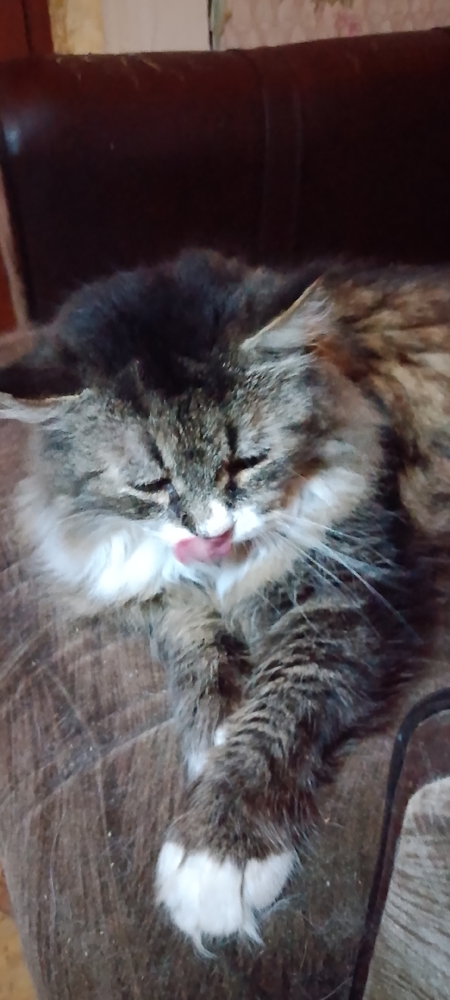 A fluffy tabby cat is lying on a brown surface, possibly a sofa or chair, with its eyes closed and its tongue sticking out. The cat's fur is a mix of gray, brown, and white. Its right paw is resting on the surface, showing white "socks." The background is blurry, but appears to be an indoor setting with a wooden or textured wall. There is no visible indication of the city of Belgorod, Russia.