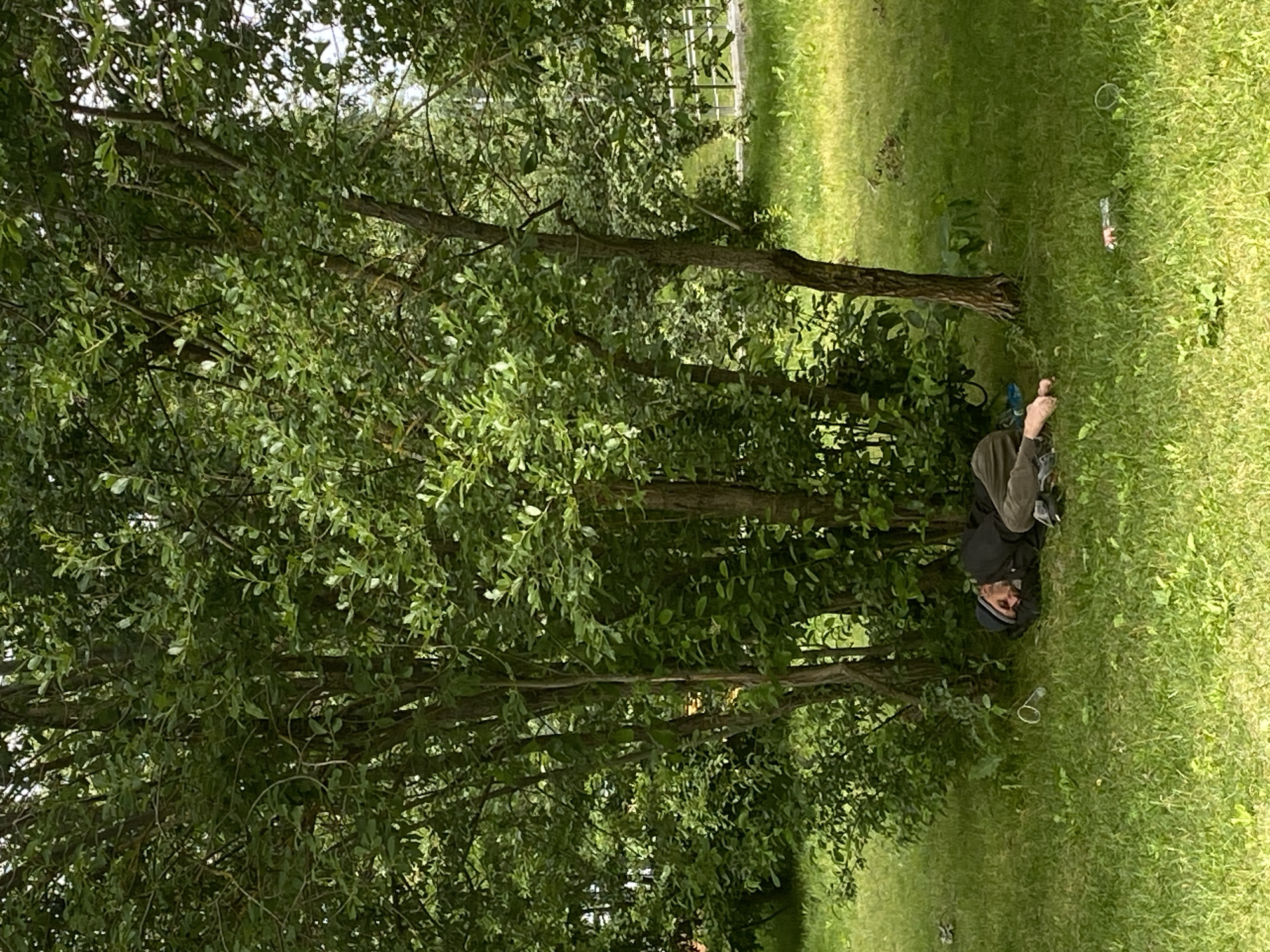 A person is sleeping on their side on a grassy lawn under a cluster of trees. The person is wearing a dark beanie, a dark jacket, and khaki pants. Their right arm is bent at the elbow, and their left arm is extended forward. Nearby, there are several discarded plastic cups and bottles on the grass. The background shows more trees and a glimpse of a body of water beyond them, with a metal railing in the distance. The lighting suggests it is daytime.