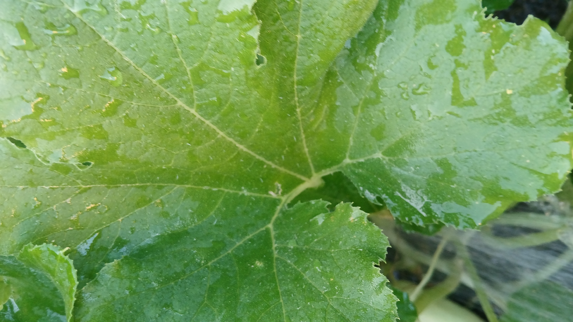 The image is a close-up, vertical shot of a large, green leaf covered in water droplets. The leaf has prominent veins and a serrated edge. Some small holes are visible on the leaf's surface. The lighting suggests it is daytime, with a soft, diffused light source. The background is blurred and appears to be out of focus, showing glimpses of other green foliage and possibly a dark, textured surface, which could be soil or wood. There are no people or animals visible in the frame. The context of Astana, Kazakhstan, is not discernible from the visual information presented in the image.