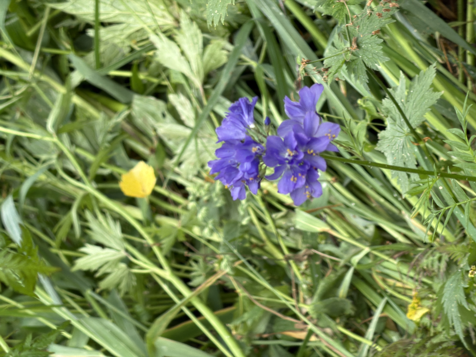 The image shows a close-up, outdoor view of wildflowers. The primary subjects are several clusters of vibrant purple flowers with yellow stamen, growing on thin green stems. The flowers are in sharp focus, with their petals and delicate structures clearly visible. Surrounding the flowers is a dense background of green foliage, primarily consisting of tall grass-like plants and broader, feathery leaves. There is also a small, bright yellow flower visible in the upper left quadrant of the image, slightly out of focus. The overall impression is of a natural, overgrown setting, likely a meadow or field. The image was taken in the city of Souzga, Russia.