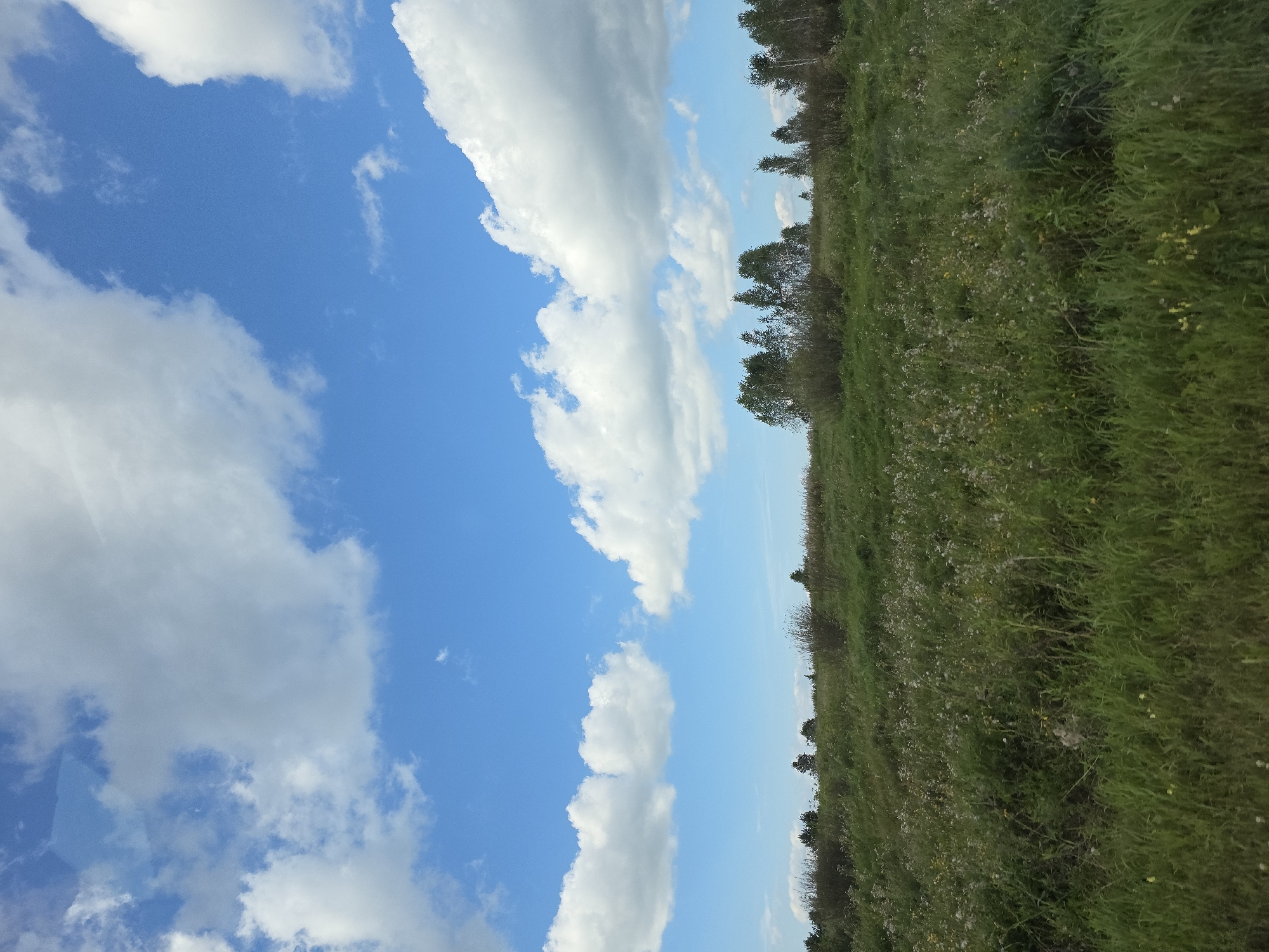 The image shows a wide, gently sloping grassy field with scattered wildflowers and bushes, leading up to a line of trees in the distance under a bright blue sky filled with fluffy white clouds. The foreground is dominated by tall, green grass, with some lighter colored wildflowers interspersed. The middle ground features more bushes and a line of trees along the horizon. The sky occupies the upper half of the image, with large, puffy clouds casting shadows on the landscape. The scene is characteristic of the rural environment near Kuluevo, Russia, likely during a sunny day in late spring or summer. There are no people or animals visible in the frame.